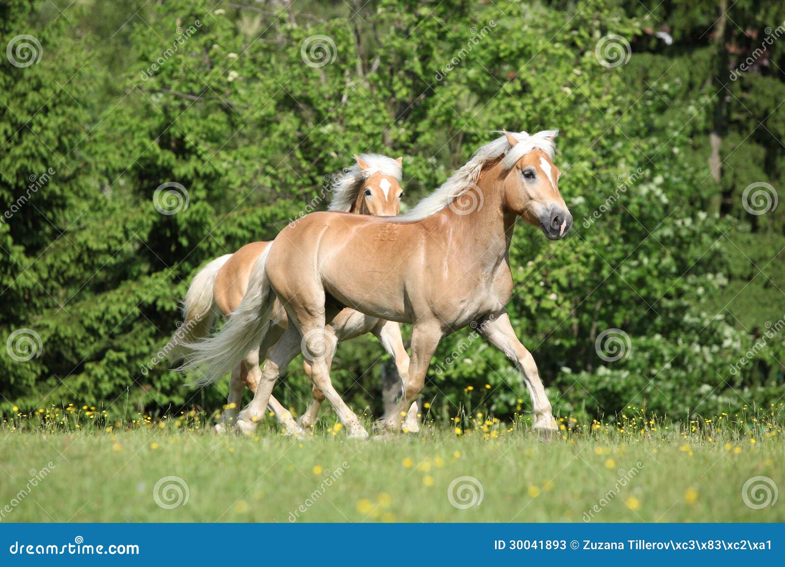 two haflingers running