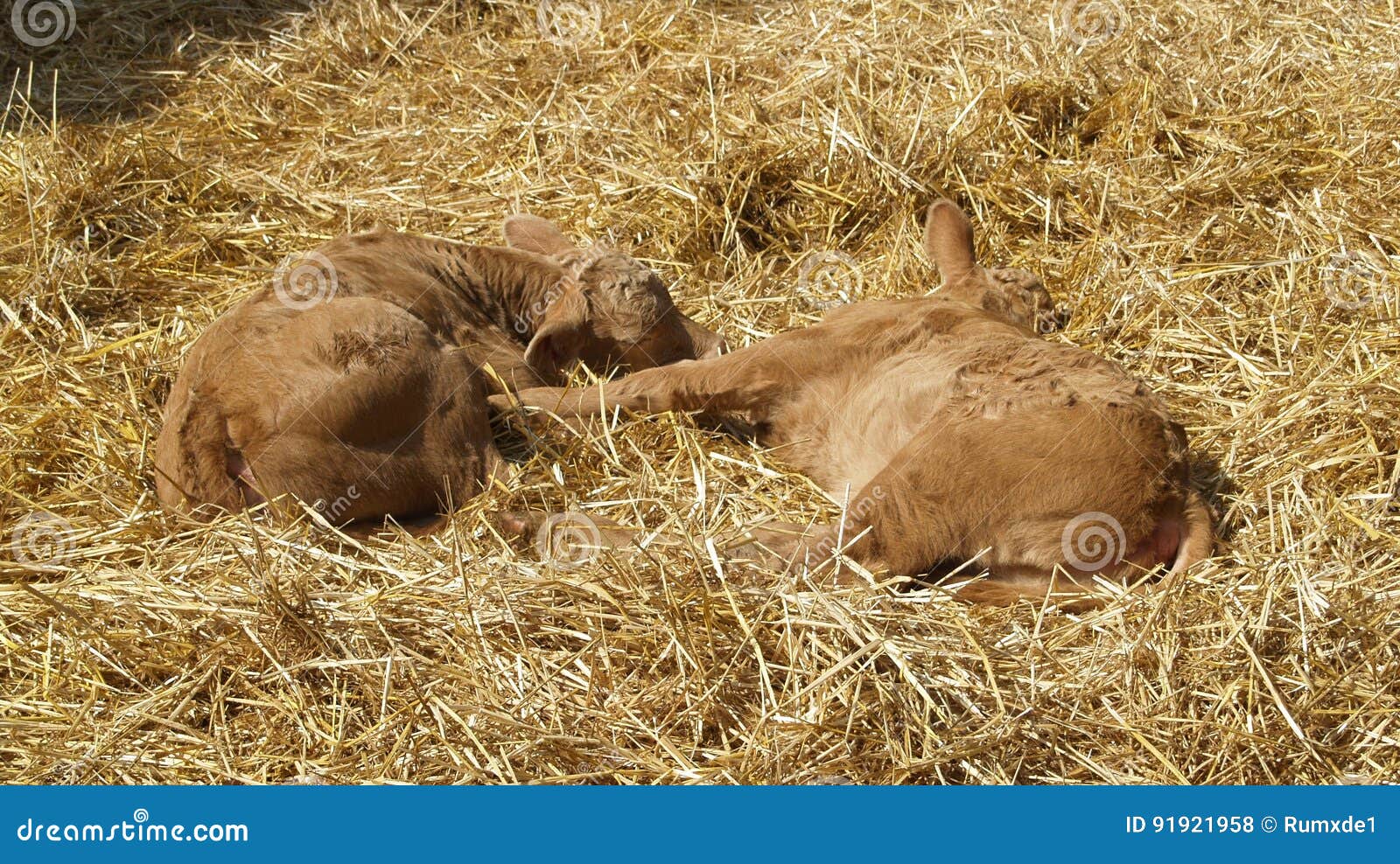 two half-grown calves