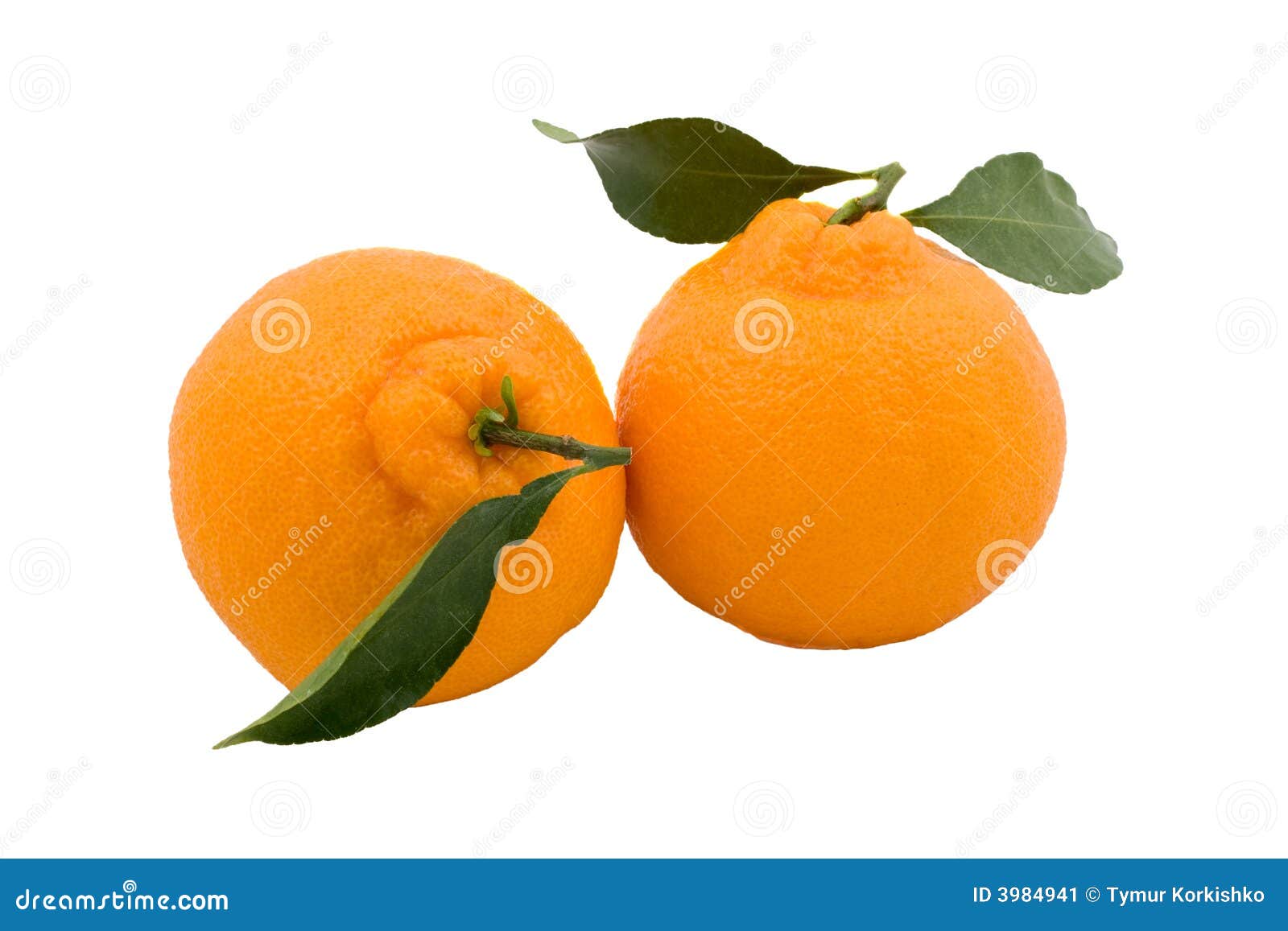 Two Hallabong (Korean Orange) With Green Leaves Stock Image Image