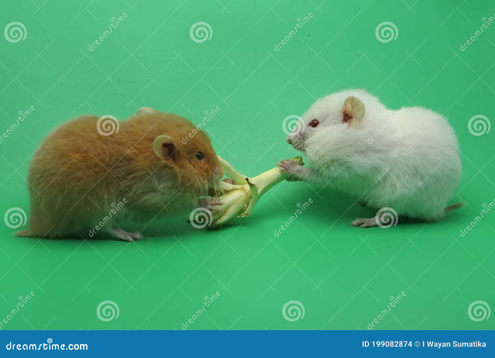 Two Young Hamsters are Eating Fruit. Stock Photo Image of groups, auratus 199082874