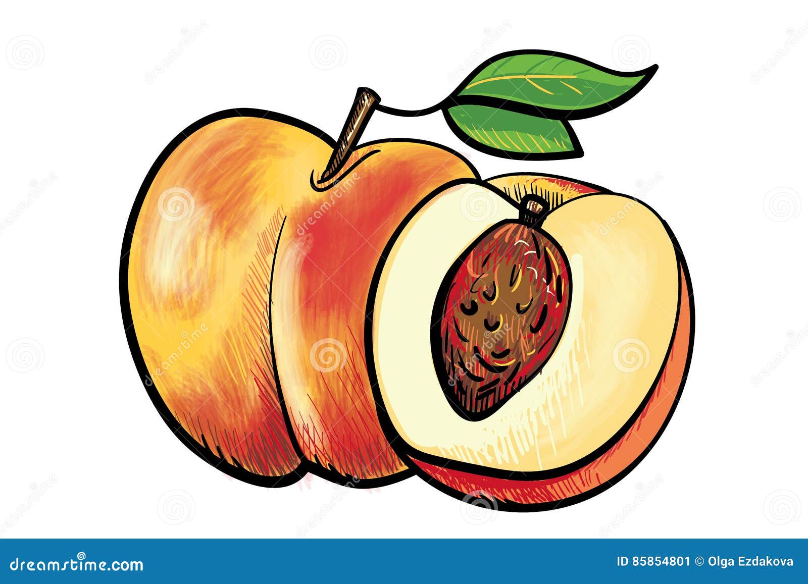 Two handdrawn peaches stock vector. Illustration of ripe - 85854801