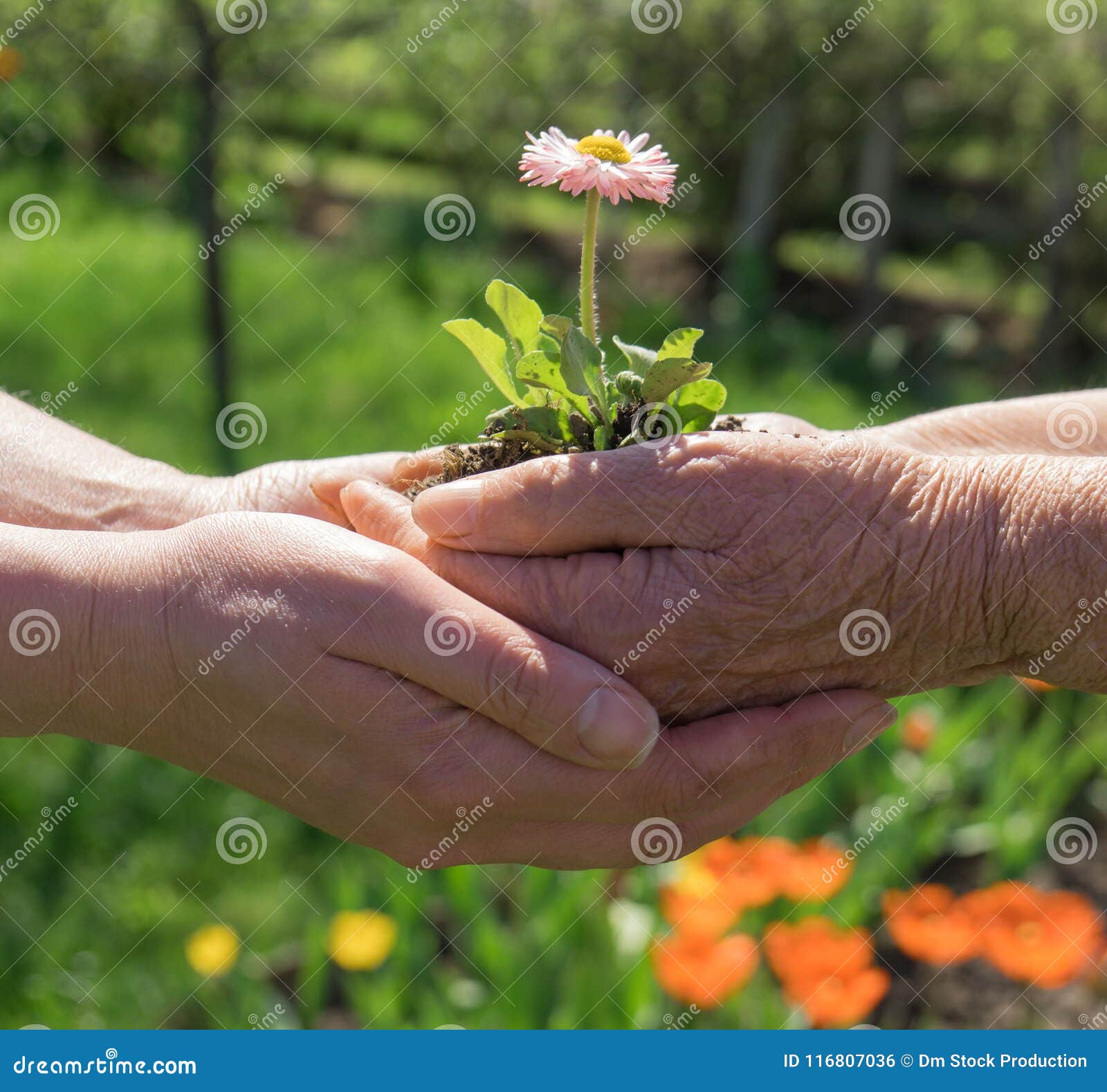 Two hands holding flower. stock photo. Image of concept 116807036