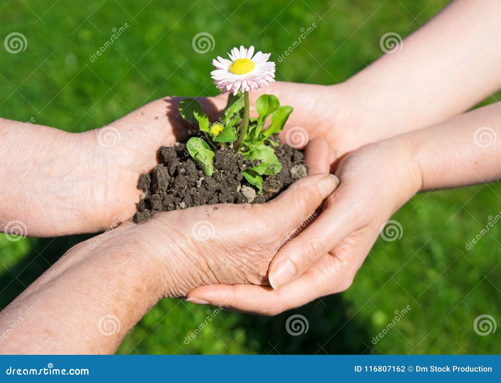 Two hands holding flower. stock photo. Image of growth 116807162
