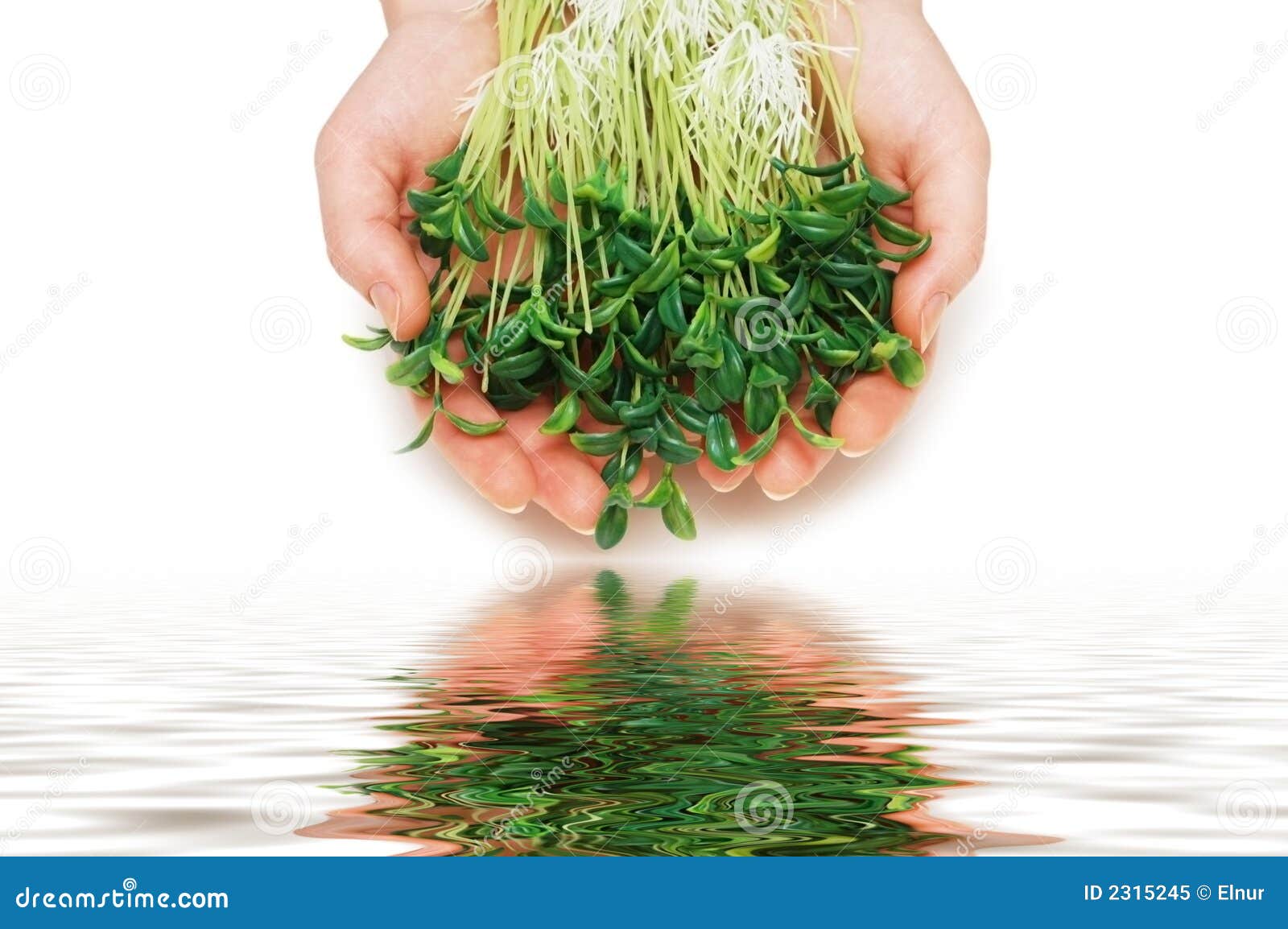 Two hands holding herbs stock image. Image of earth, green 2315245