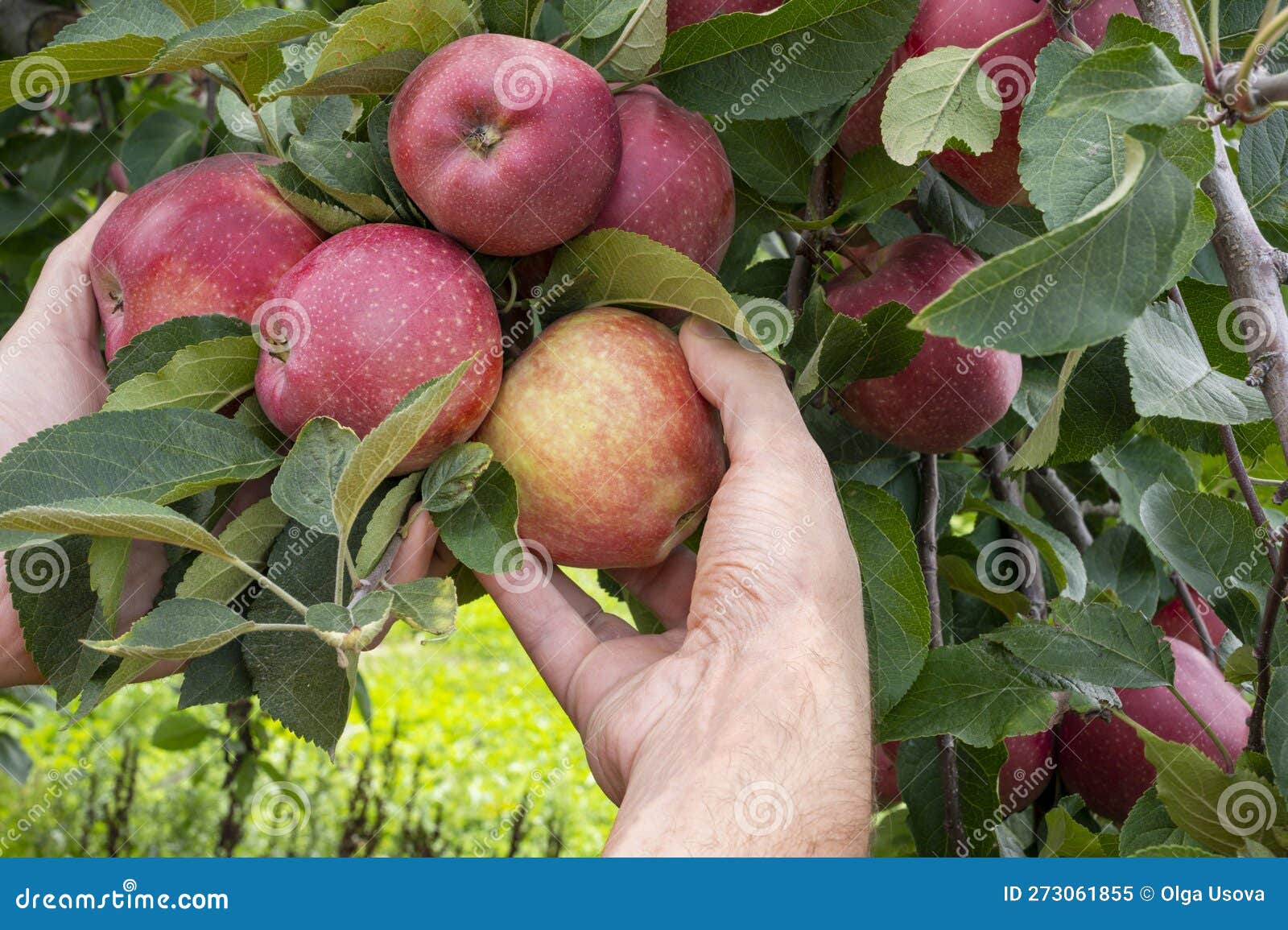 Two Hands Picking Red Delicious Apples from Tree. Apple Orchard