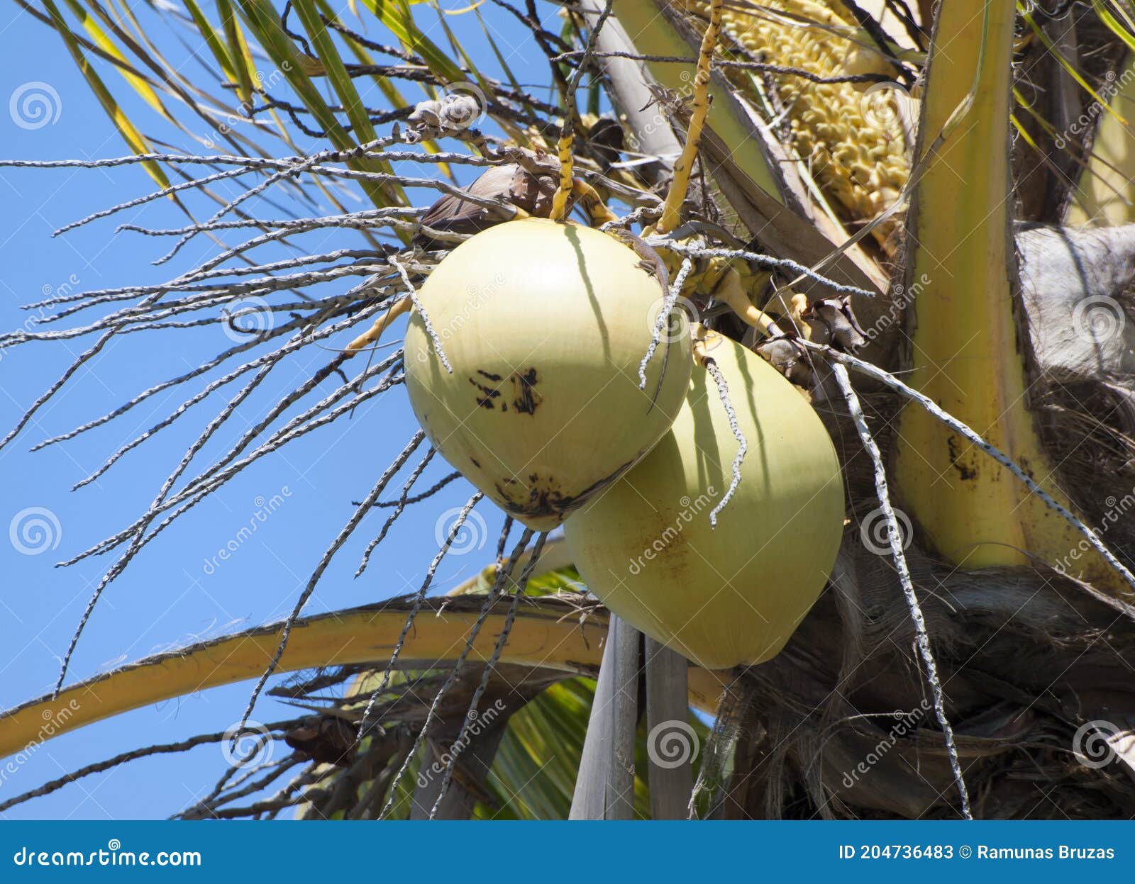 Two Hanging Grand Bahama Island Coconuts Stock Image Image of
