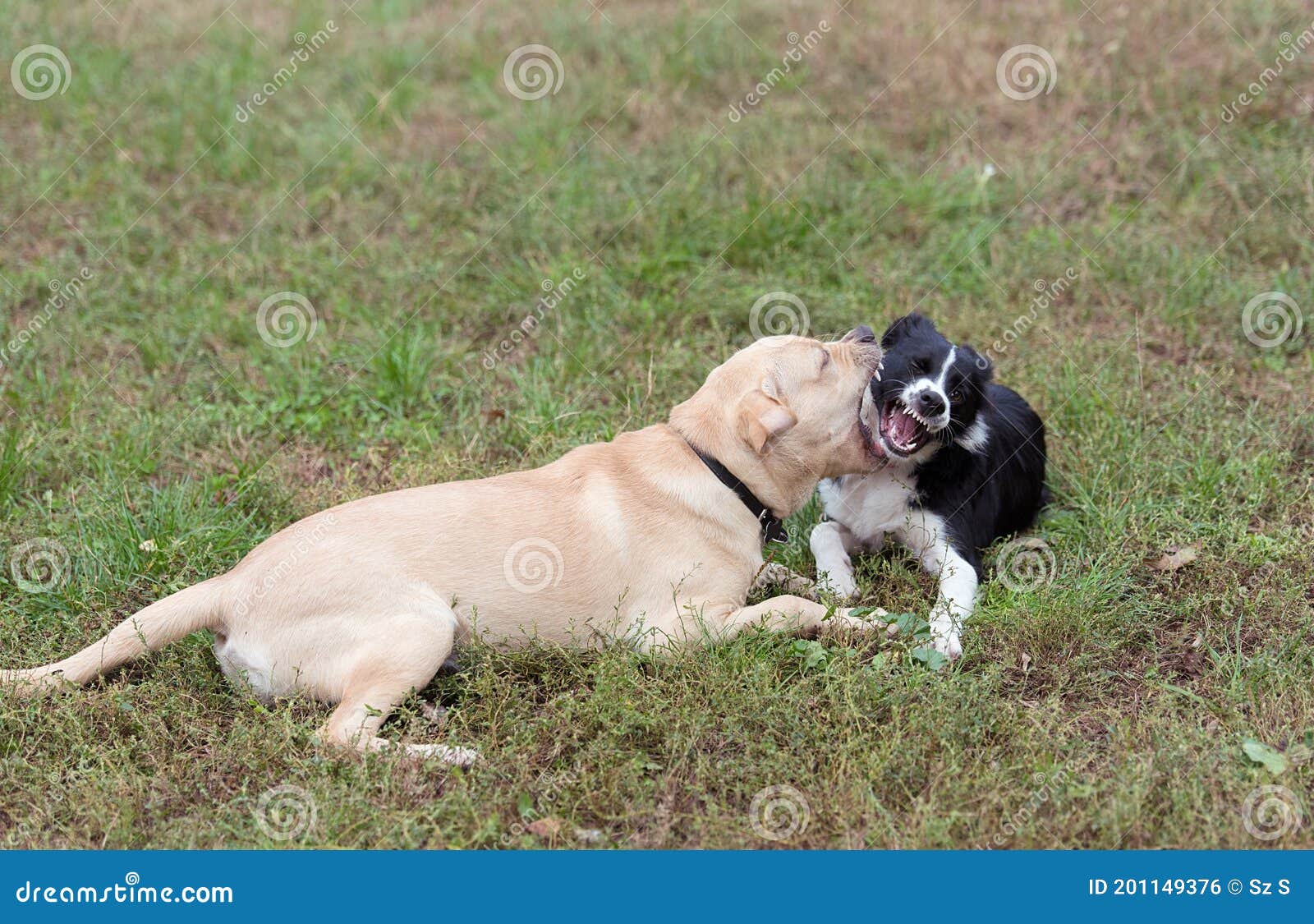 Two Happy, Funny Dog Play in Grass Stock Photo Image of park