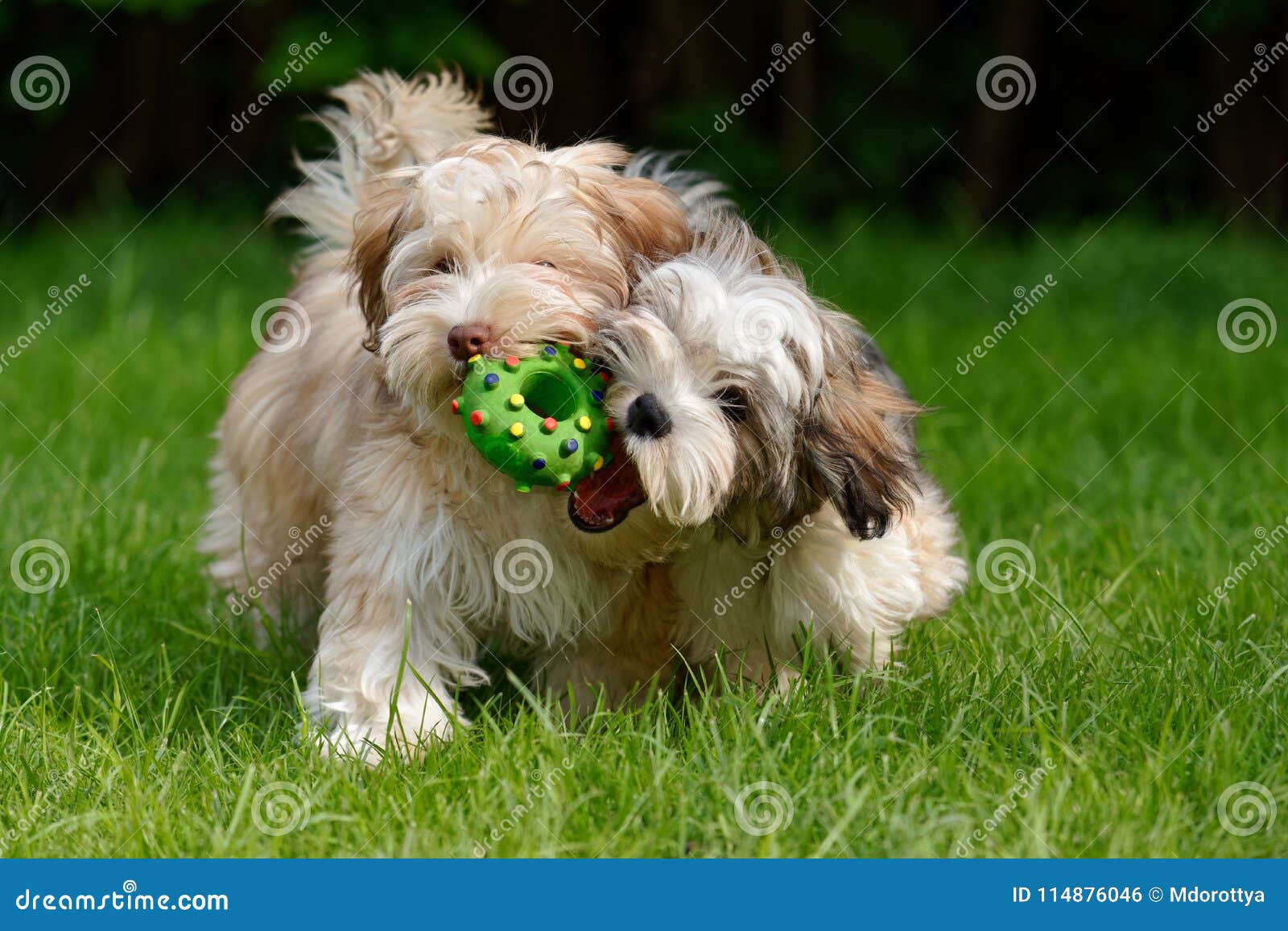 two havanese puppies play together in the grass