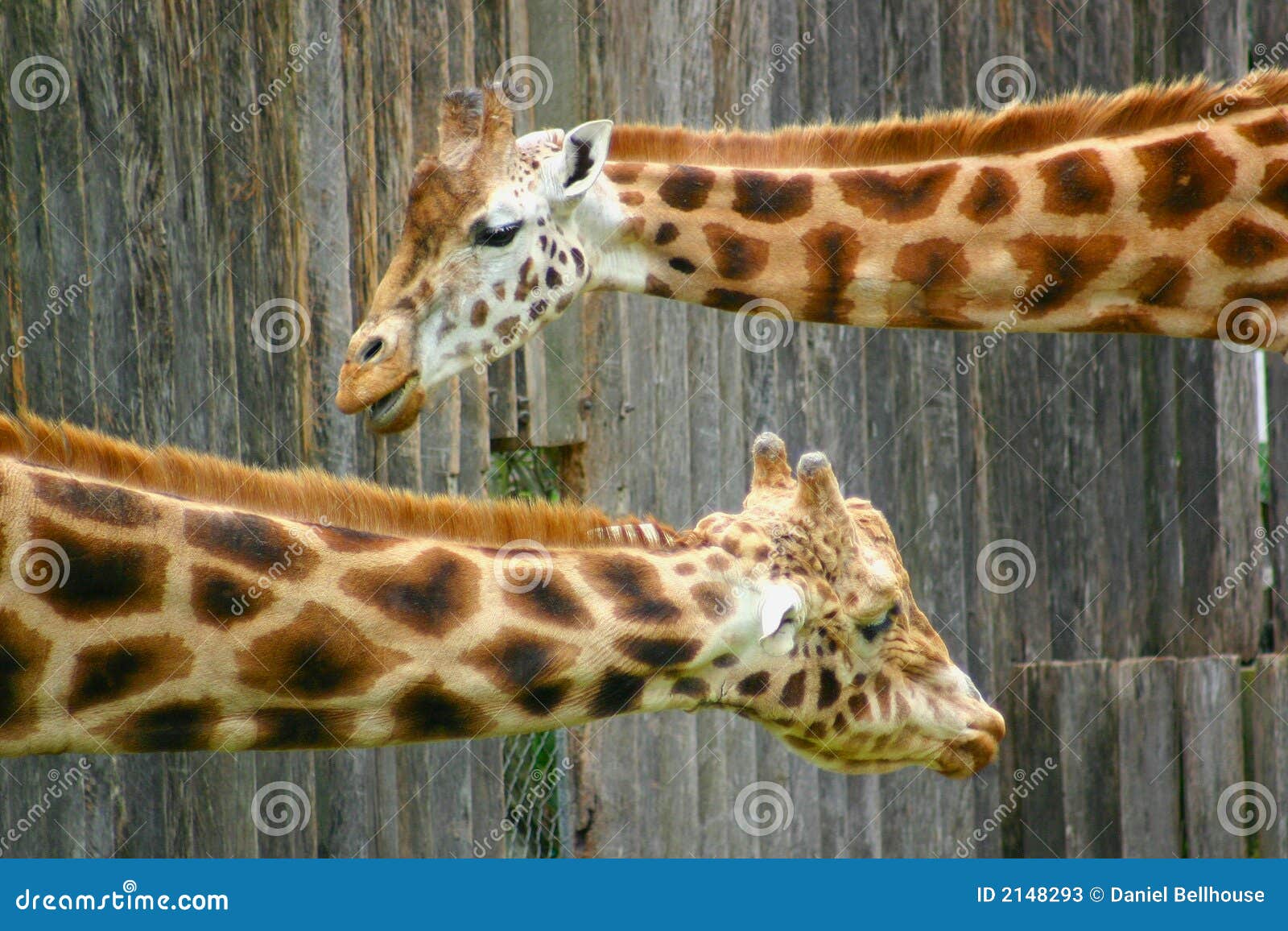 Two Heads stock image. Image of wild, camouflaged, pair - 2148293, image size:1600x1156