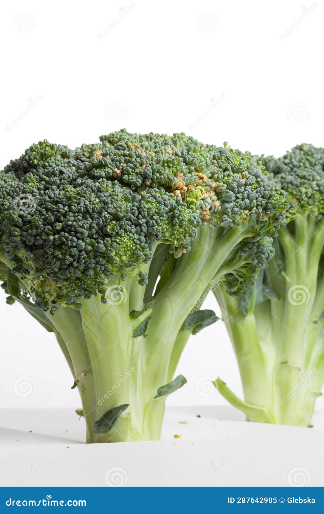 Two Heads of Broccoli on a White Background Stock Image Image of diet