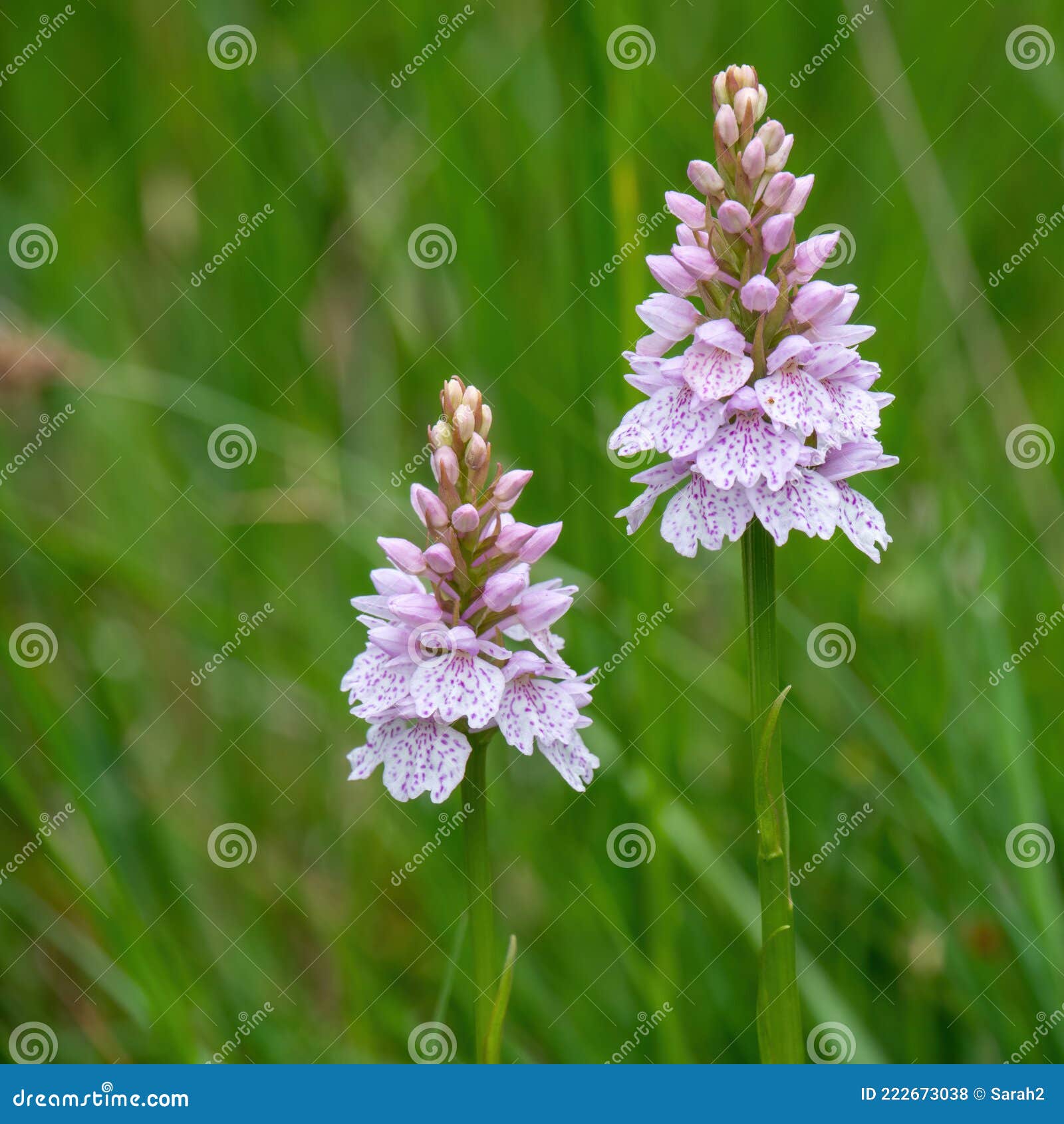 Dactylorhiza maculata Heath Spotted-Orchid Hardy Jardin Orchidée pa