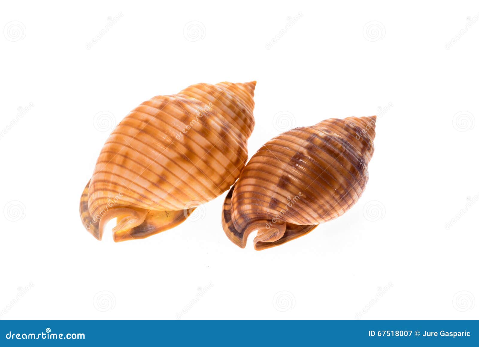 two helmet sea shells - galeodea echinophora. empty house of sea