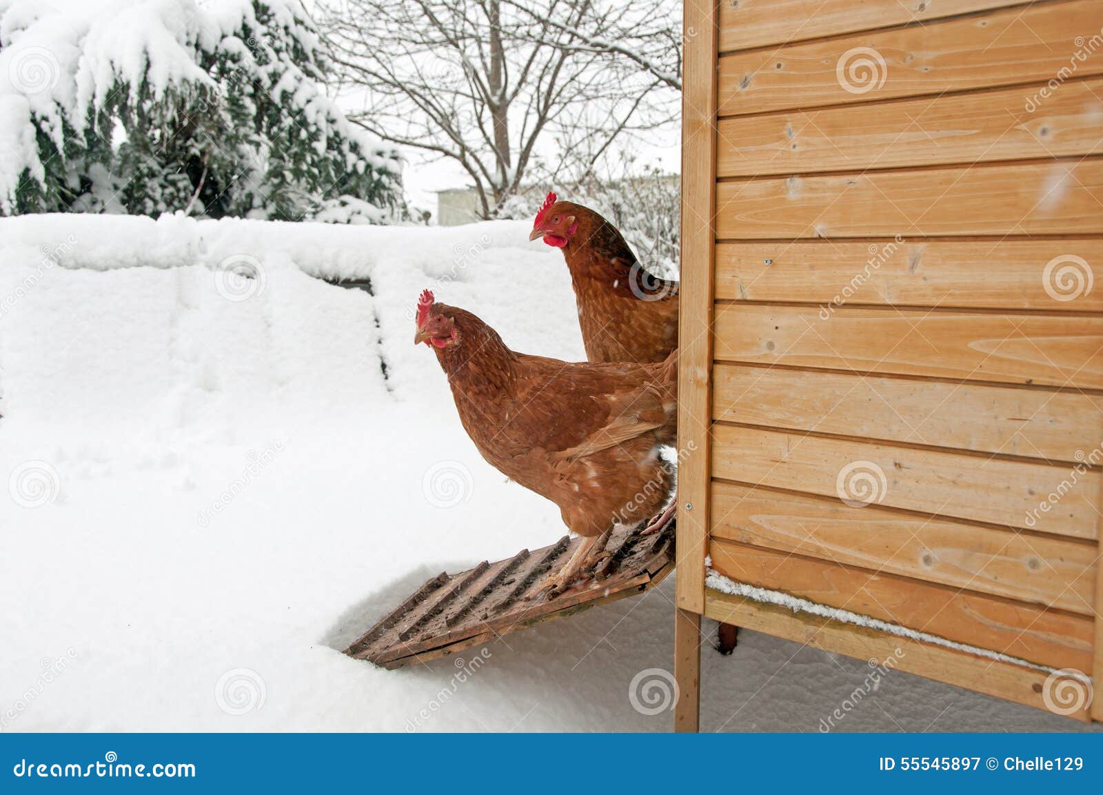 two hens staring at the snow