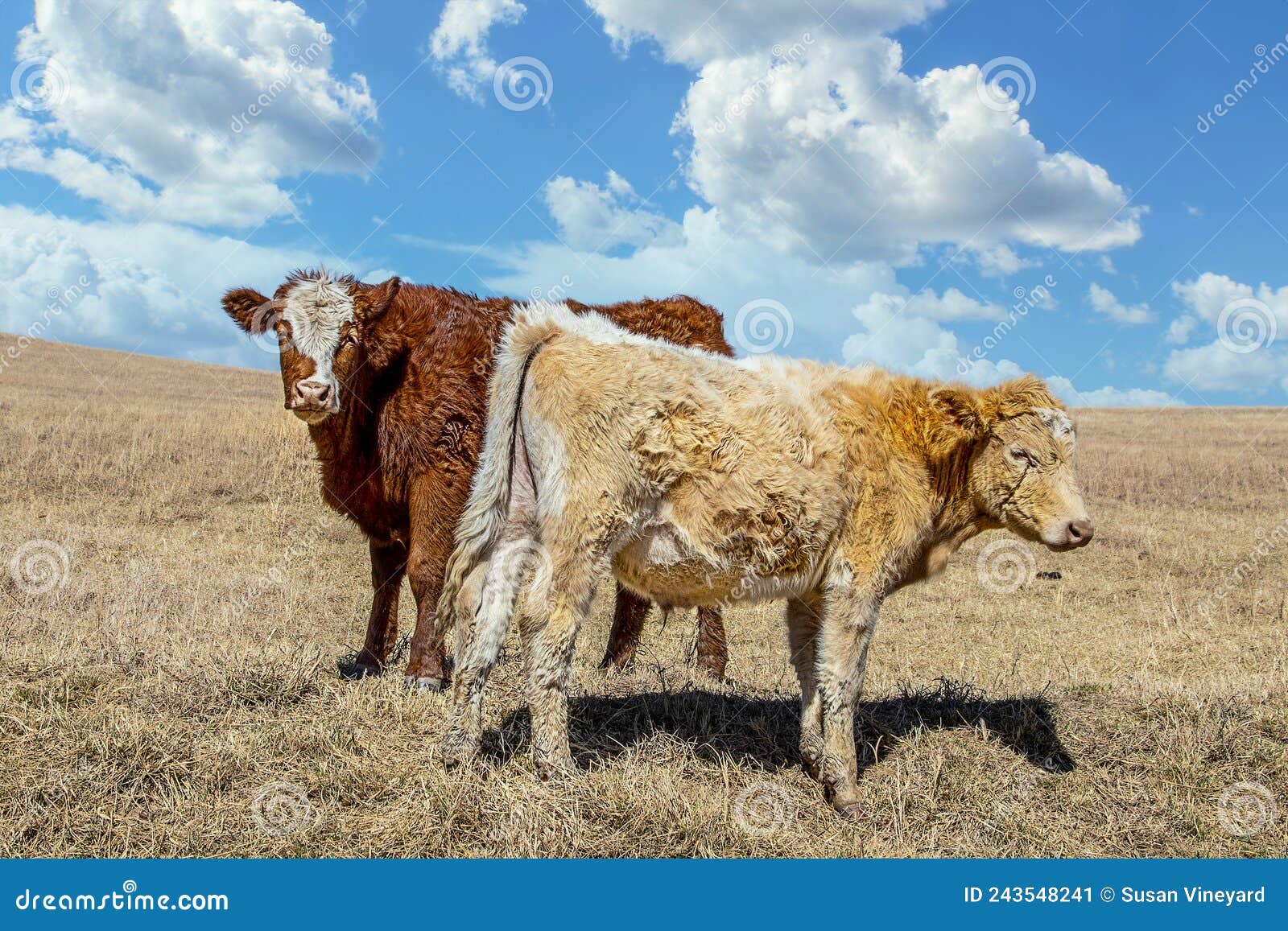 two herford steers out on prairie in early spring under pretty sky - close-up and copy space