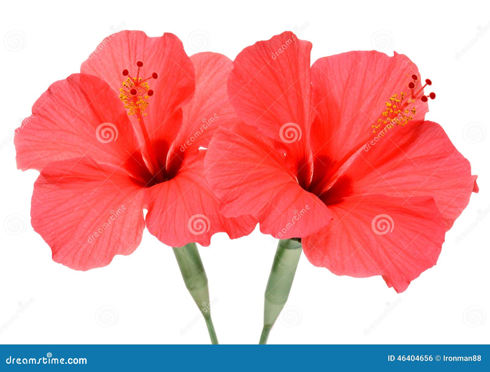 Two hibiscus stock photo. Image of item, design, bright - 46404656