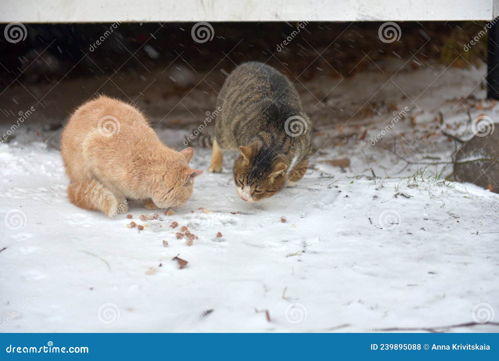 Two Homeless Freezing Cats Outdoors in the Snow Stock Photo Image of