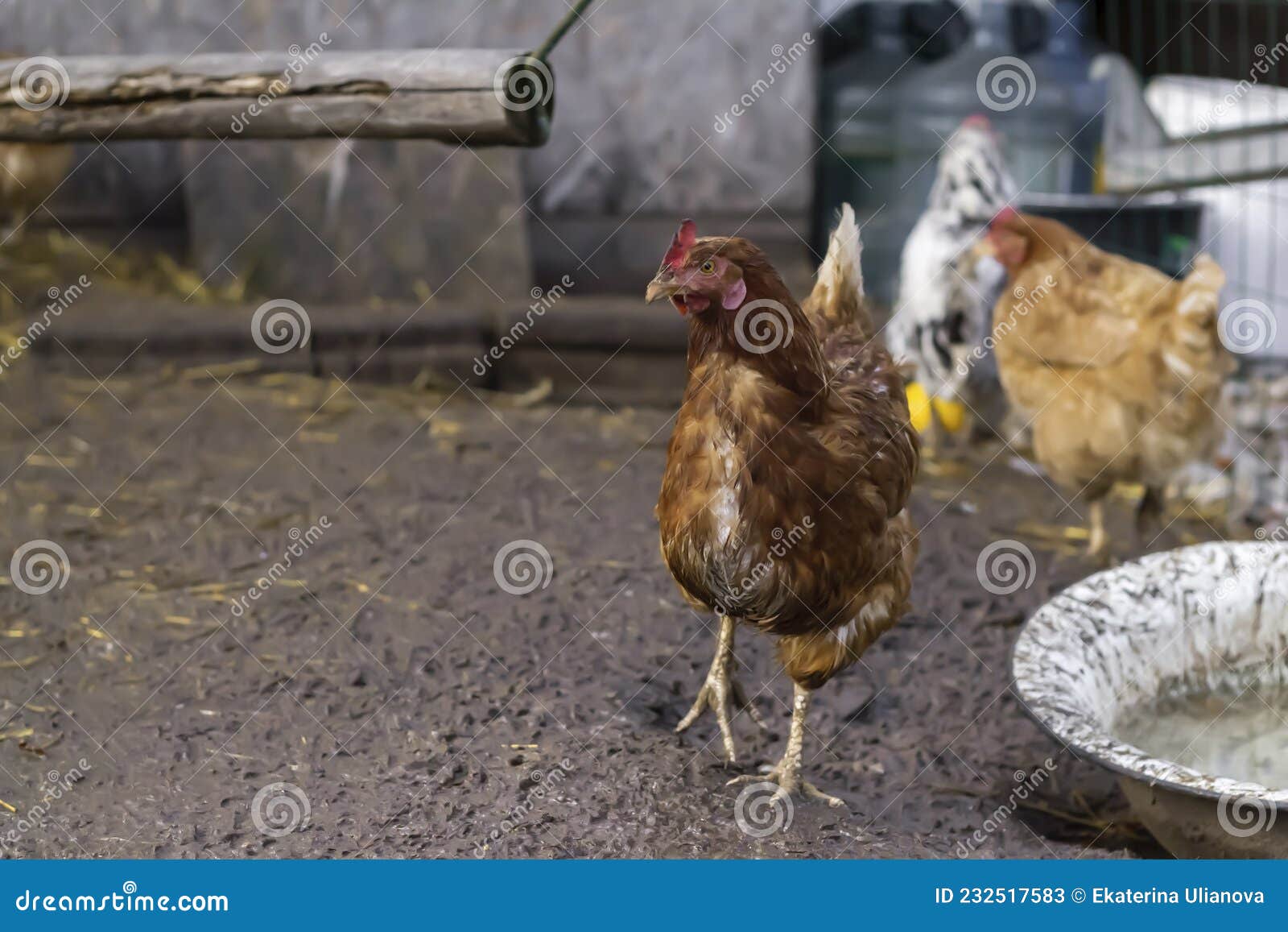 Two Homemade Brown Chickens are Walking in a Chicken Coop. Stock Image -  Image of poultry, chicken: 232517583