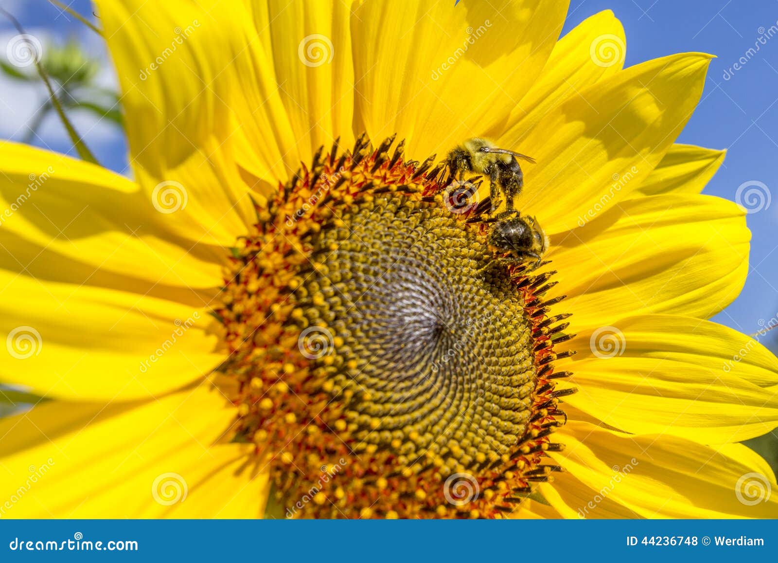 Two Honey Bees on Sunflower Stock Photo Image of bees, plant 44236748