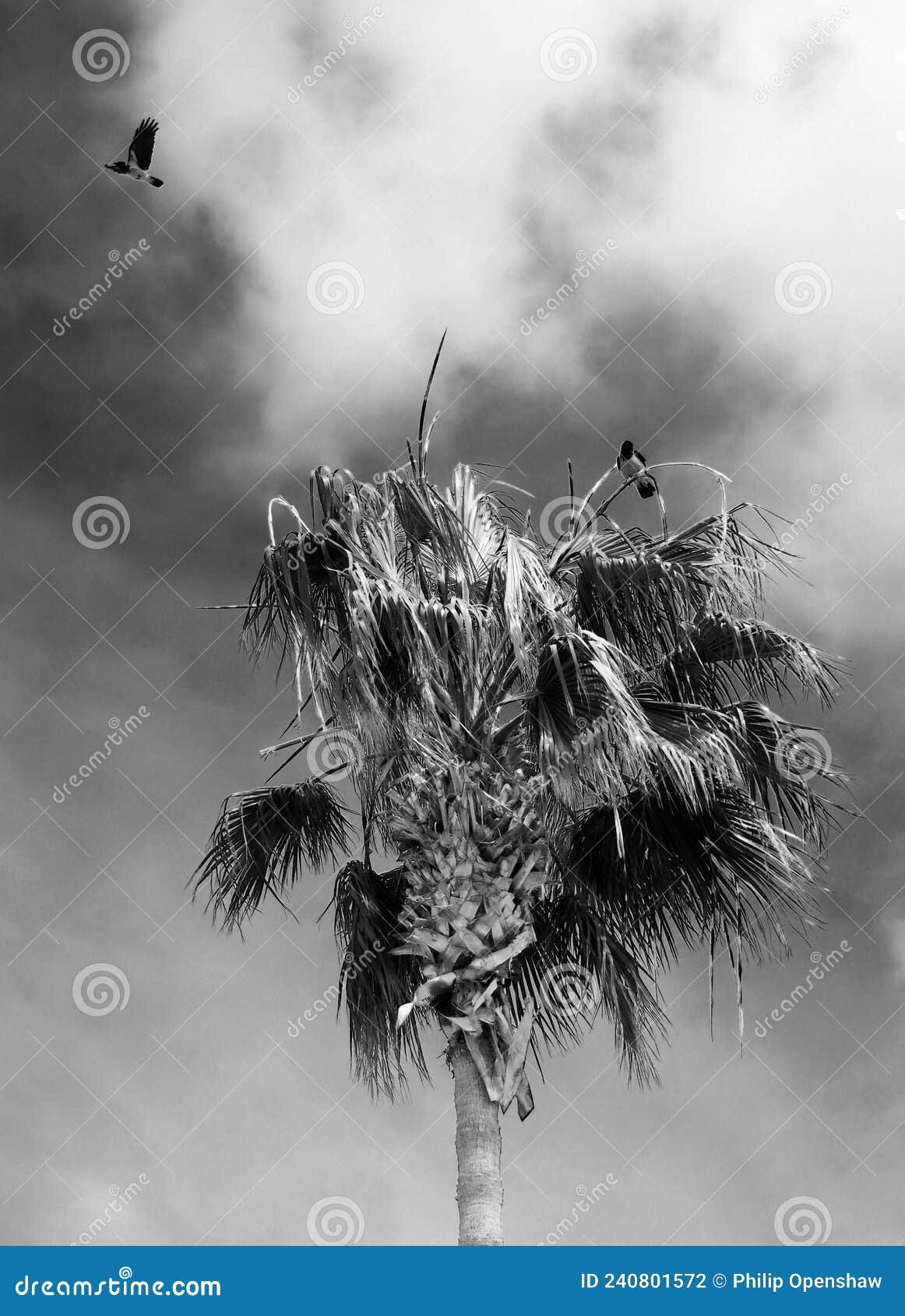Two Hooded Crows with One Flying and the Other in Perched in a Palm