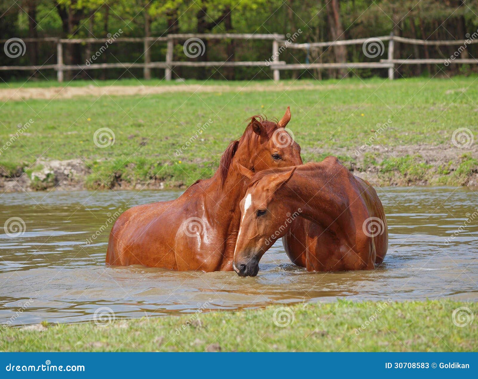Two horse bath stock image. Image of stud, watering, colour 30708583