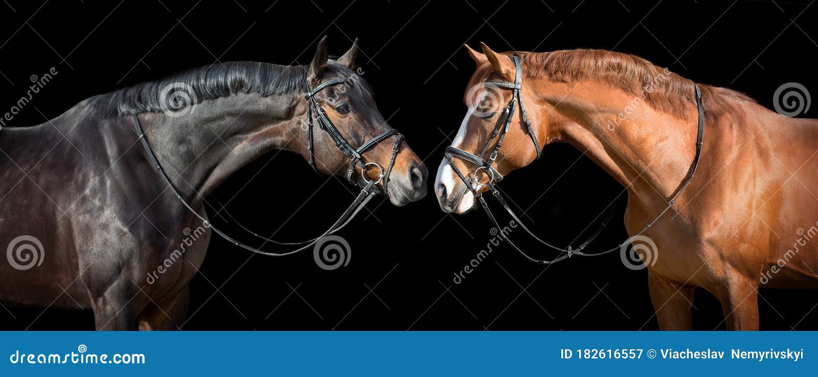 two horse in bridle