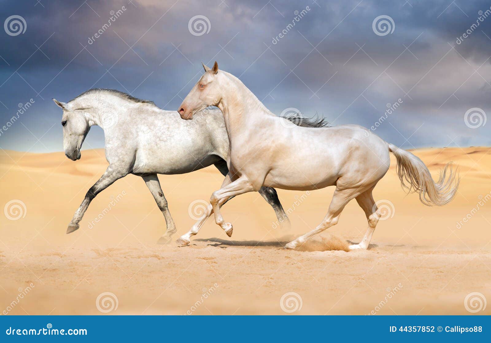 Two horse run gallop stock photo. Image of equestrian 44357852