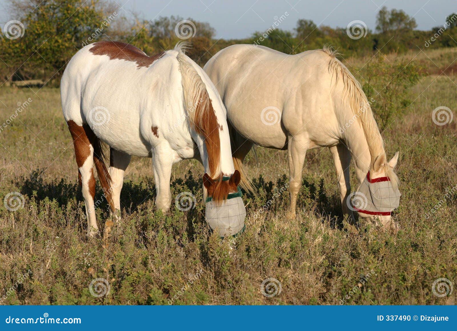 two horses