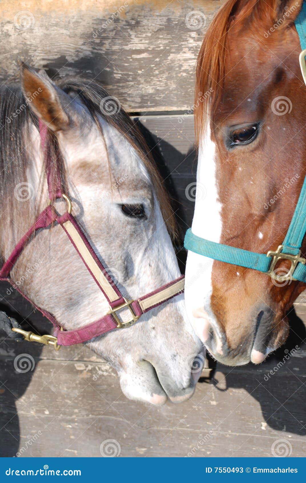 Portrait of Two Horses Snuggling Stock Image Image of snuggle, loving