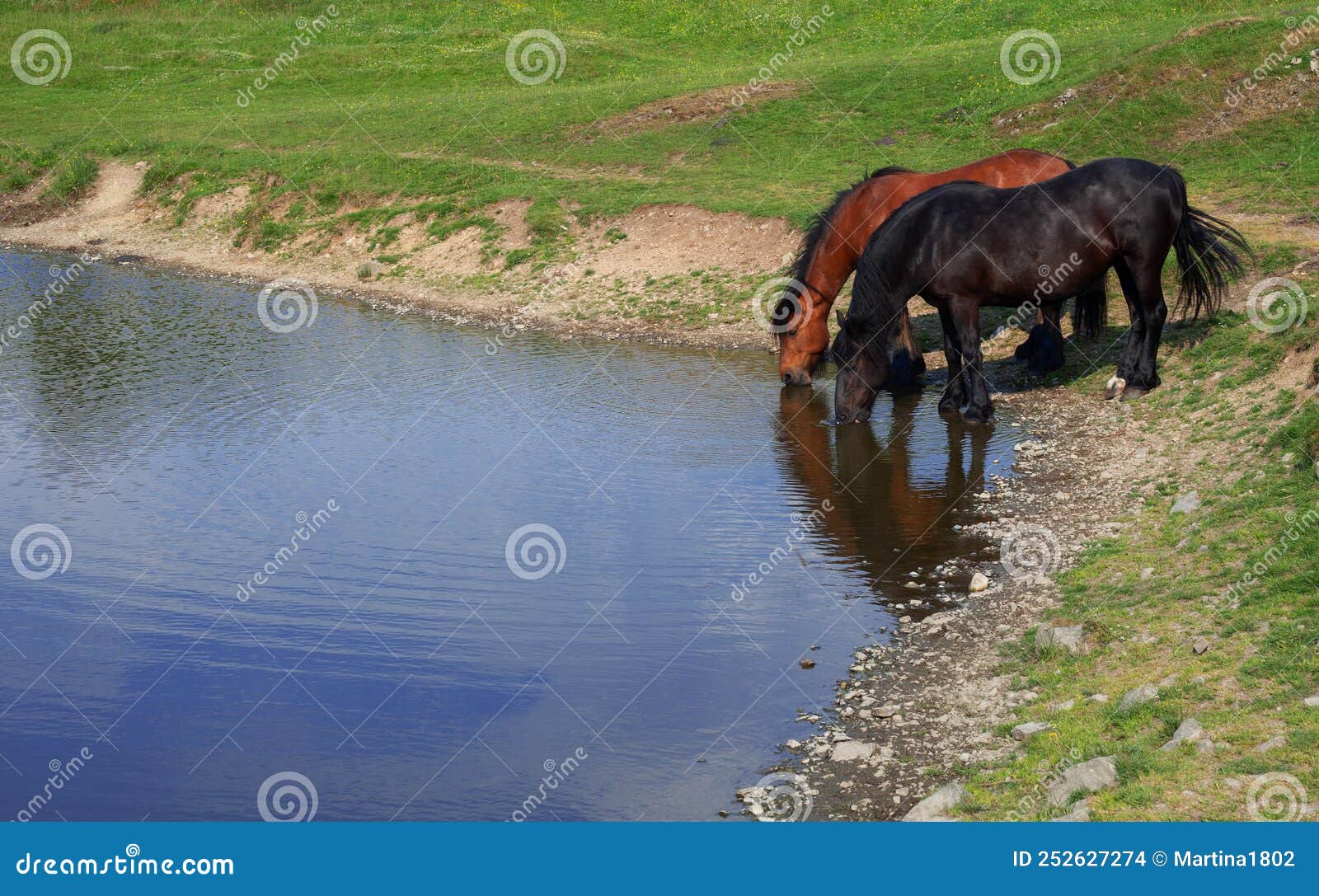 Horses Drink Water in the Lake Stock Photo Image of summer, clarity