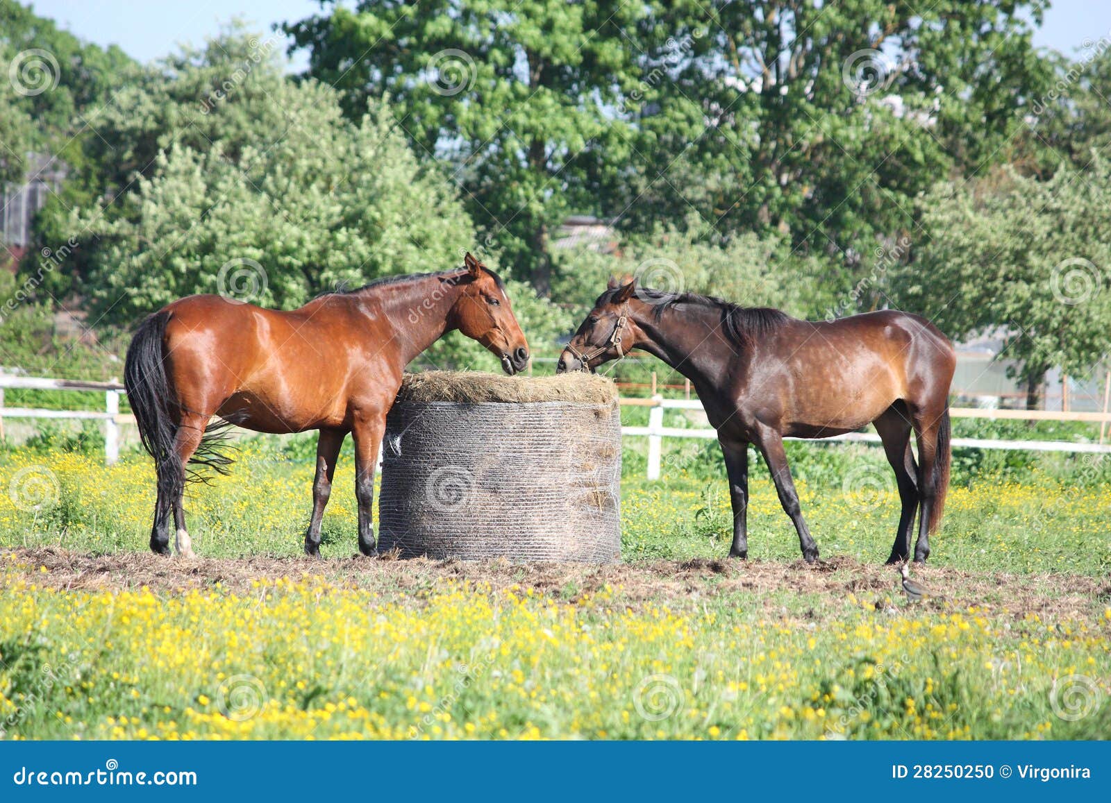 Two Horses Eating Hay from the Bale Stock Photo Image of happy
