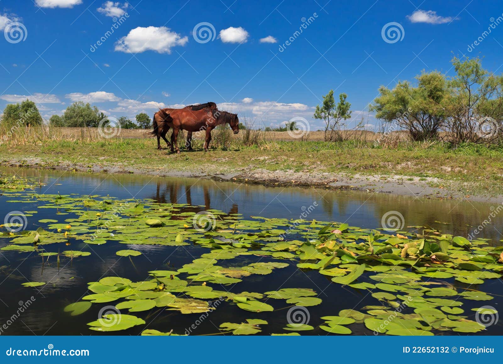 Two Horses on the Edge of a Channel of Water Stock Photo Image of animal, power 22652132