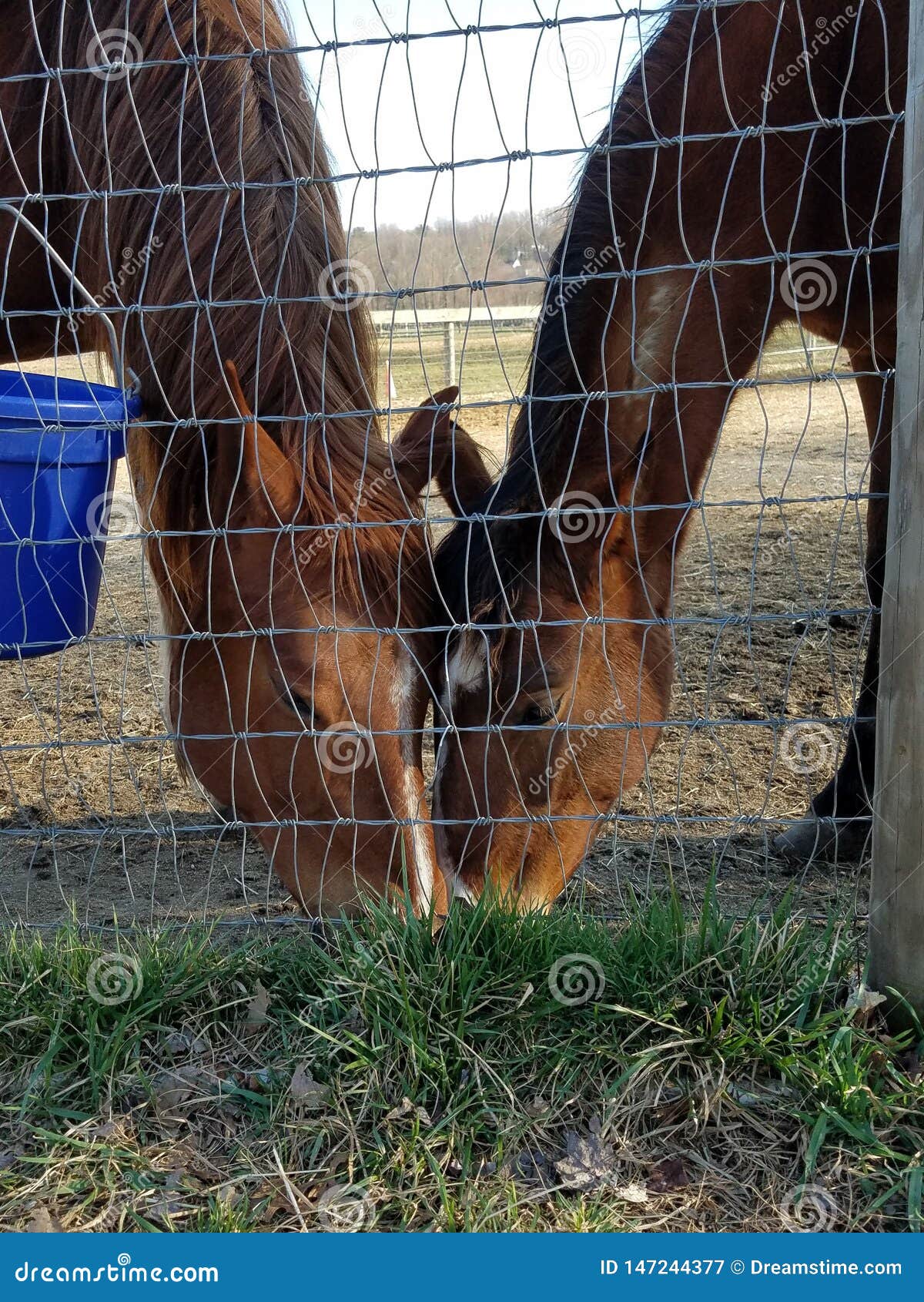 Two Horses Feeding Together on Farm Stock Image Image of brown, close