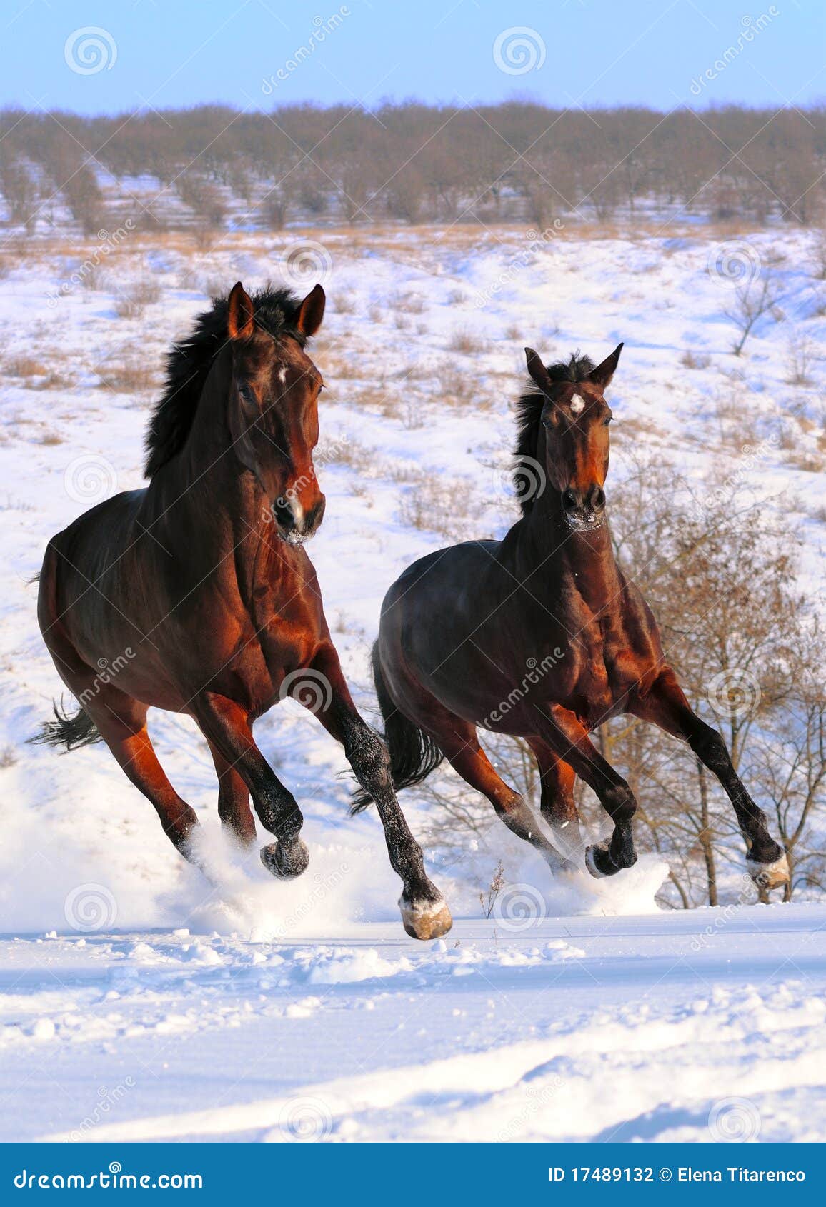 two horses galloping in field