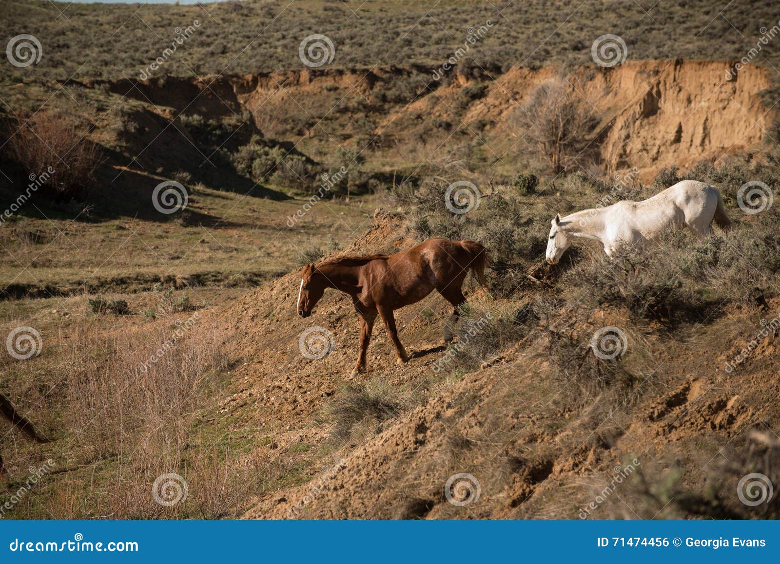 Two Horses Going Down into Ravine for Water Stock Photo Image of