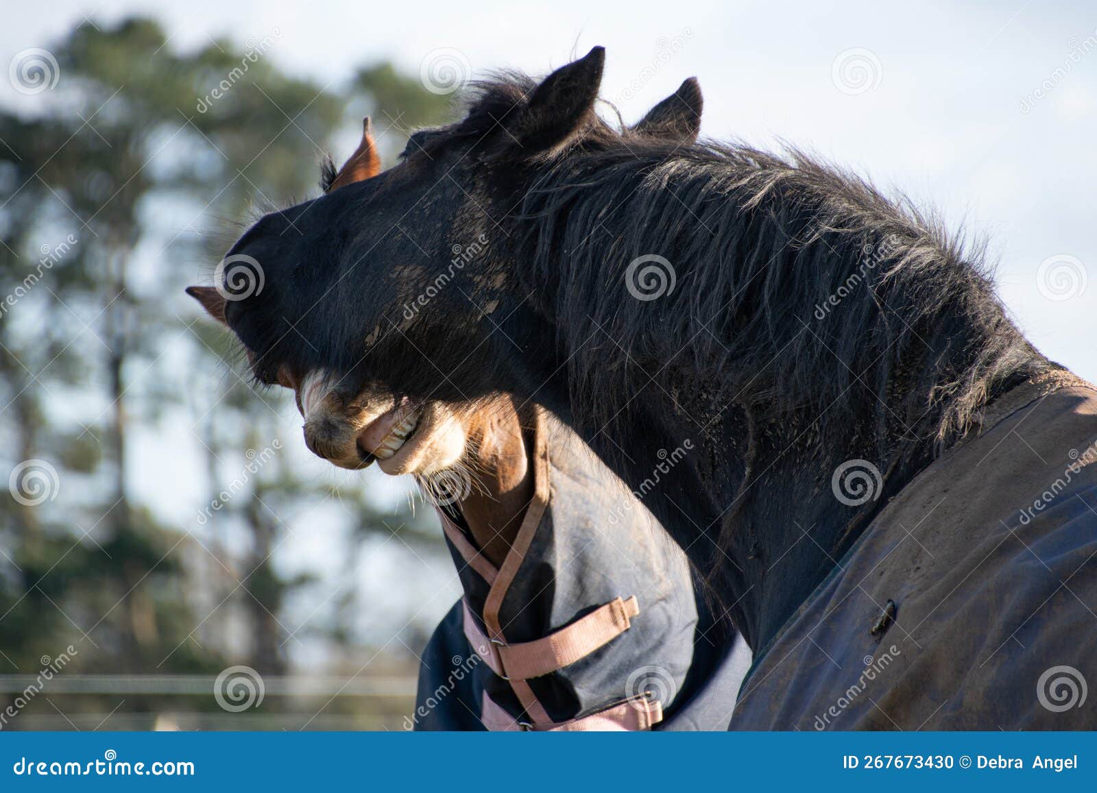 Two Horses Greeting and Biting Each Other Stock Photo Image of biting