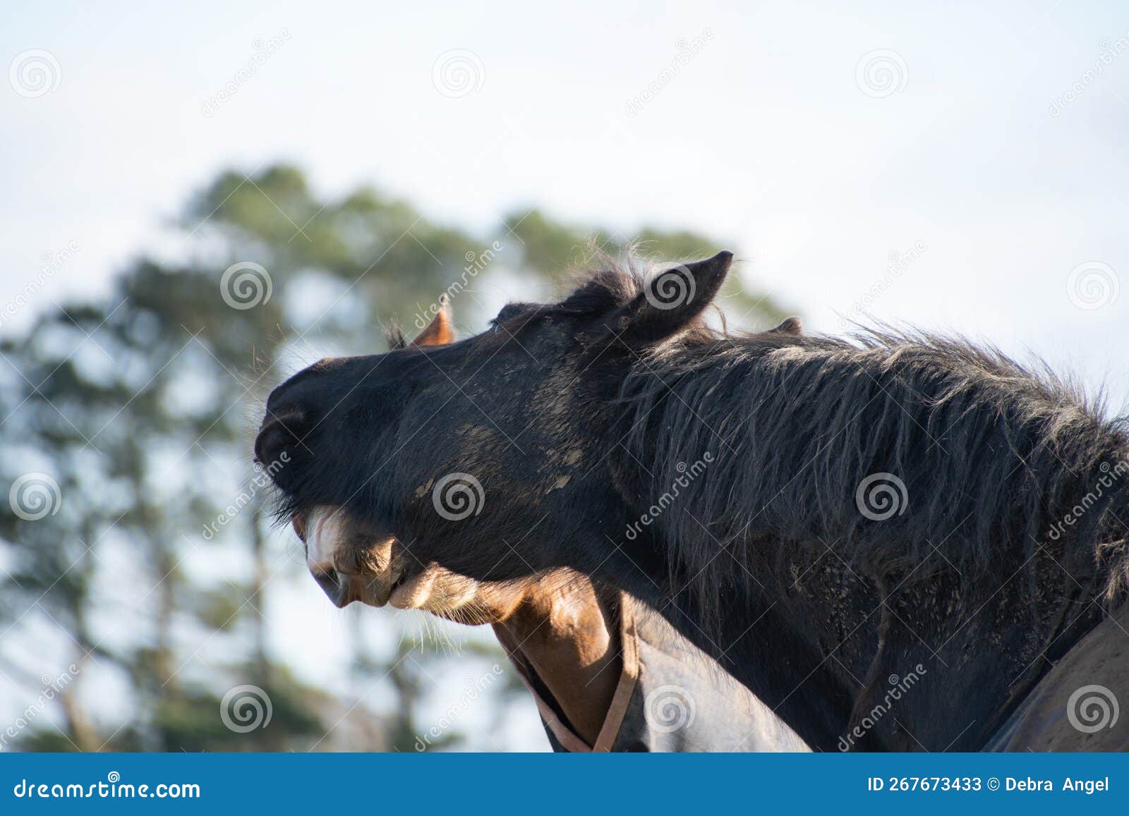 Two Horses Greeting and Biting Each Other Stock Image Image of mammal