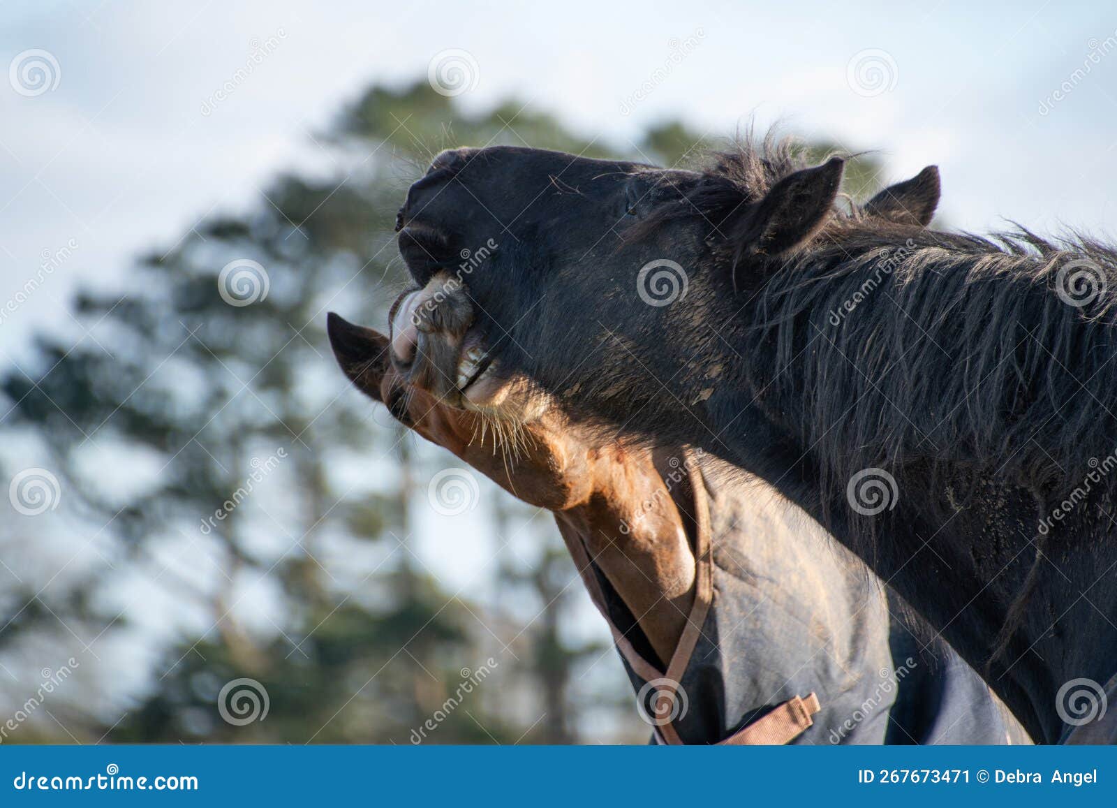 Two Horses Greeting and Biting Each Other Stock Image Image of