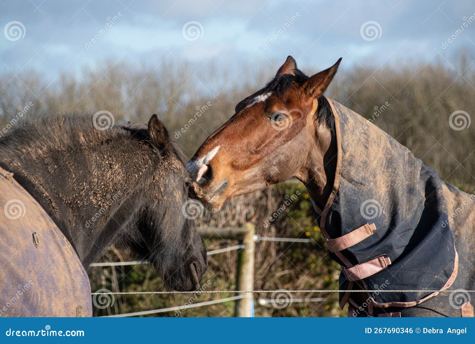 Two Horses Greeting and Biting Each Other Stock Photo Image of force, stables 267690346
