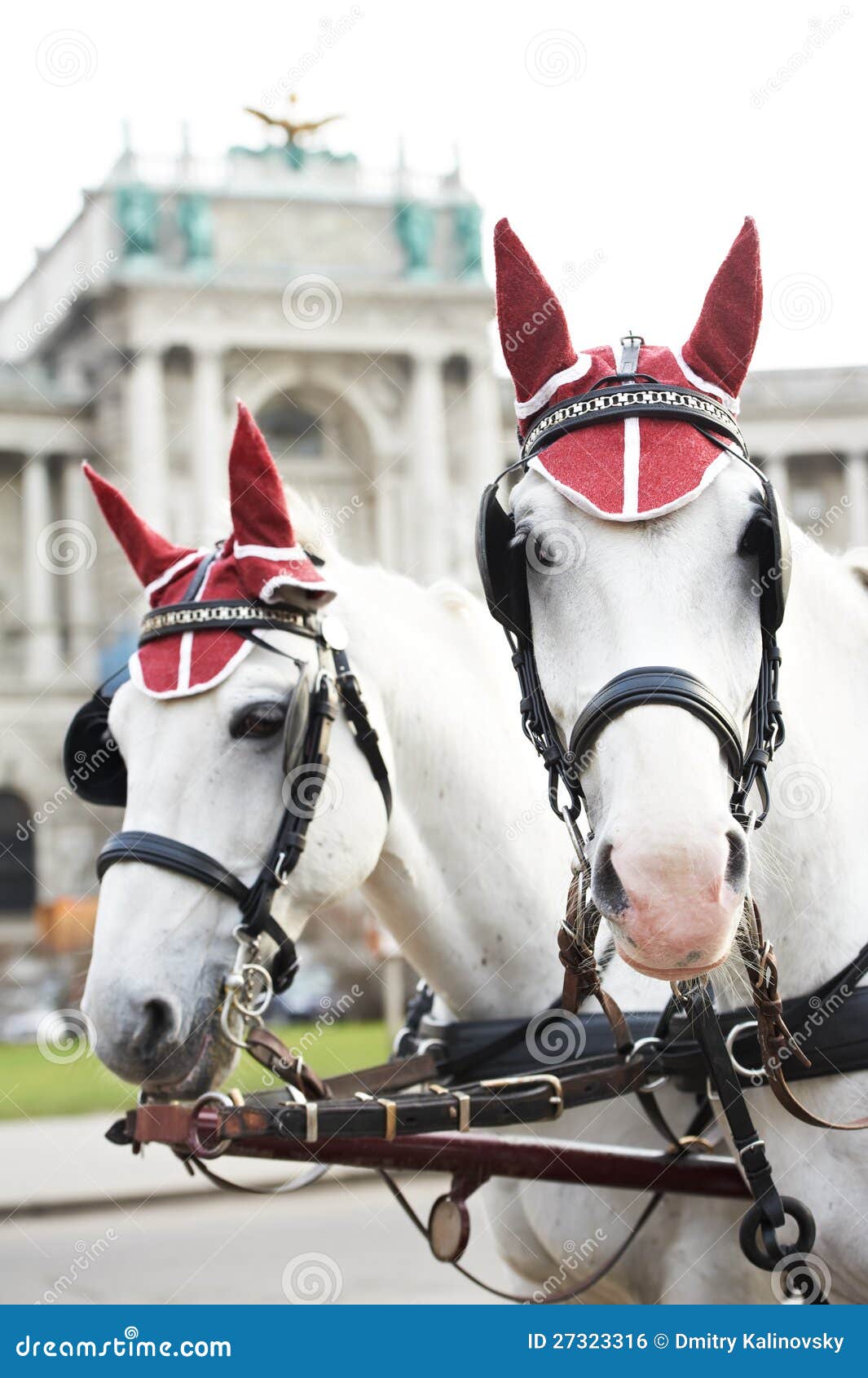 Two horses with harness stock photo. Image of chaise 27323316
