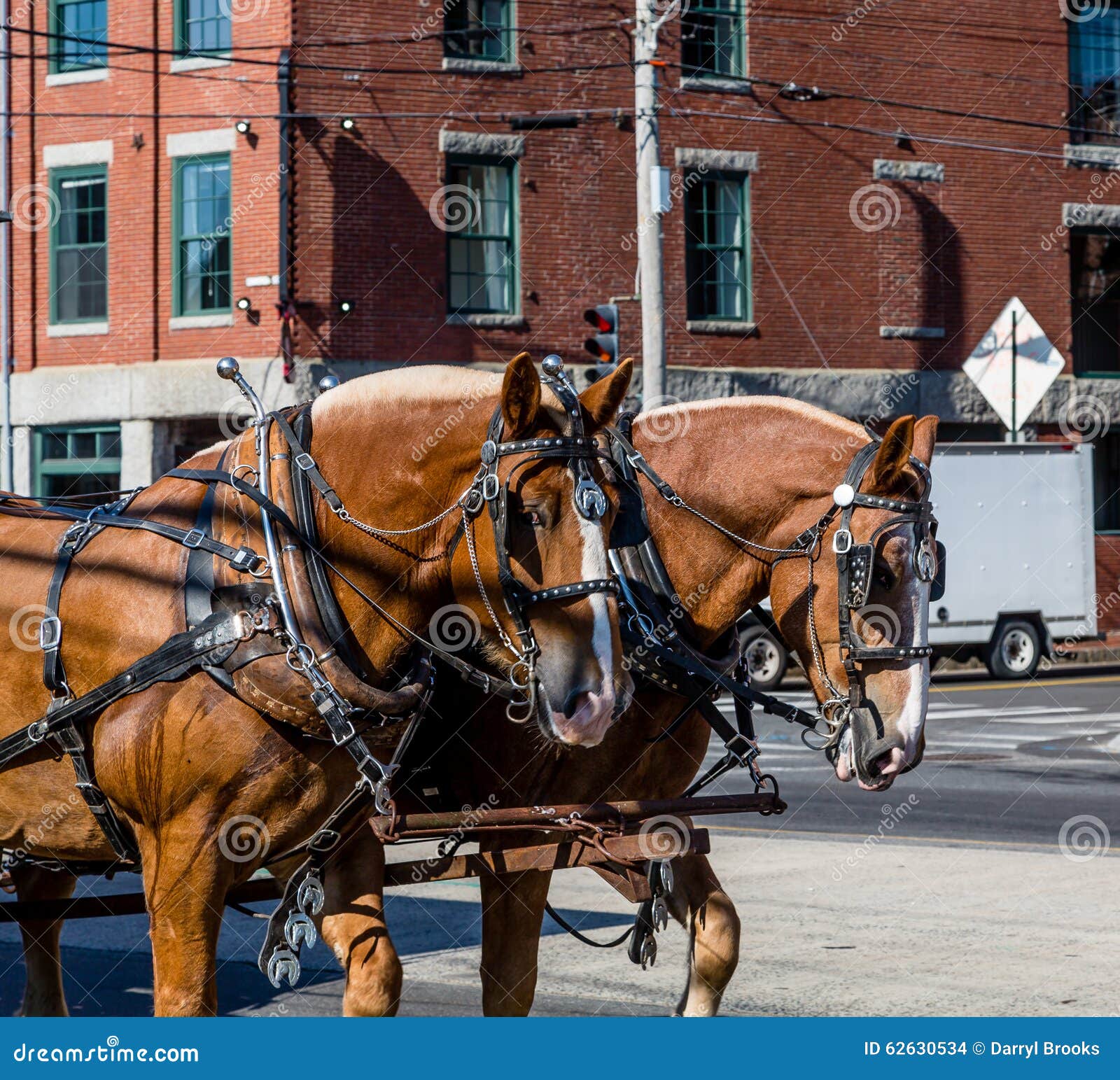 Two Horses in Harness stock photo. Image of equine, farming 62630534