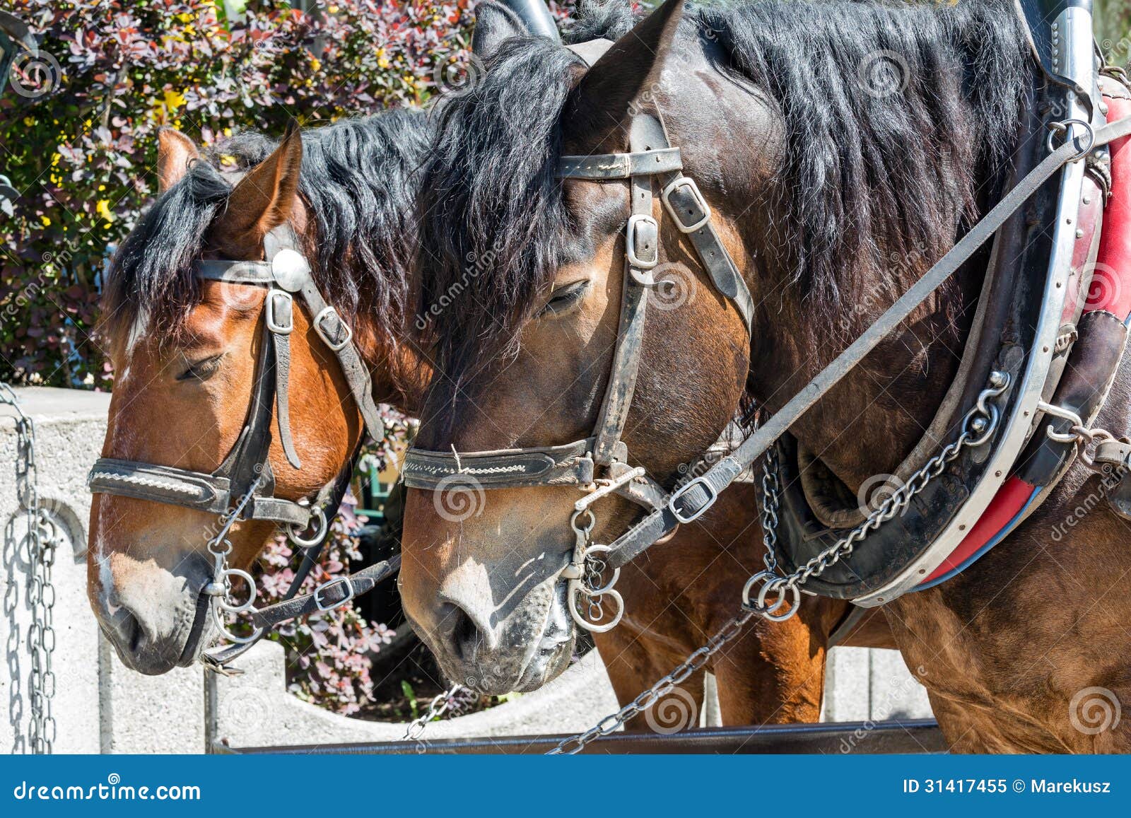 Two horses in harness stock image. Image of muzzle, closeup 31417455