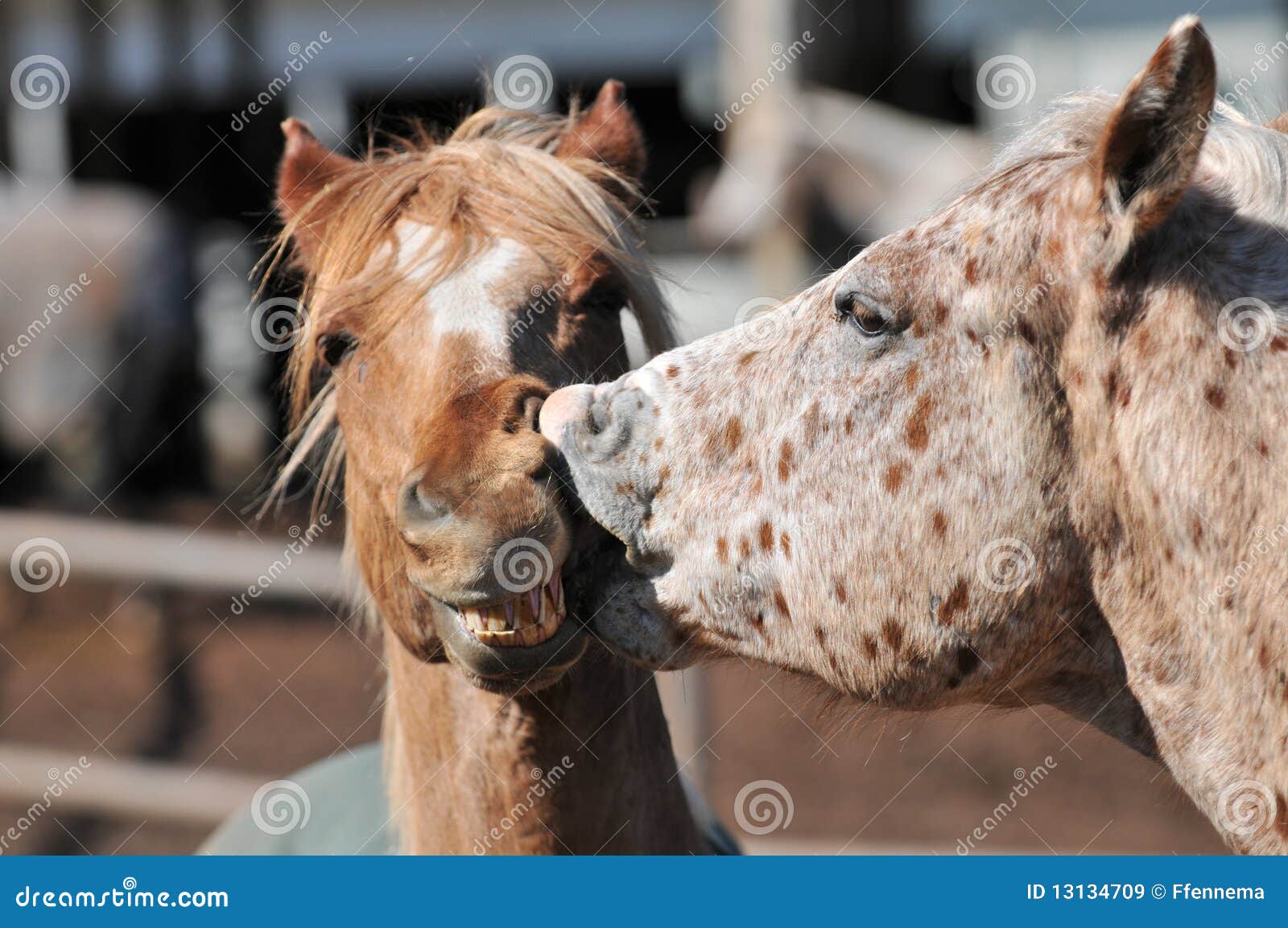 Two Horses Kissing with Mouth Open Stock Image Image of animal, mouth