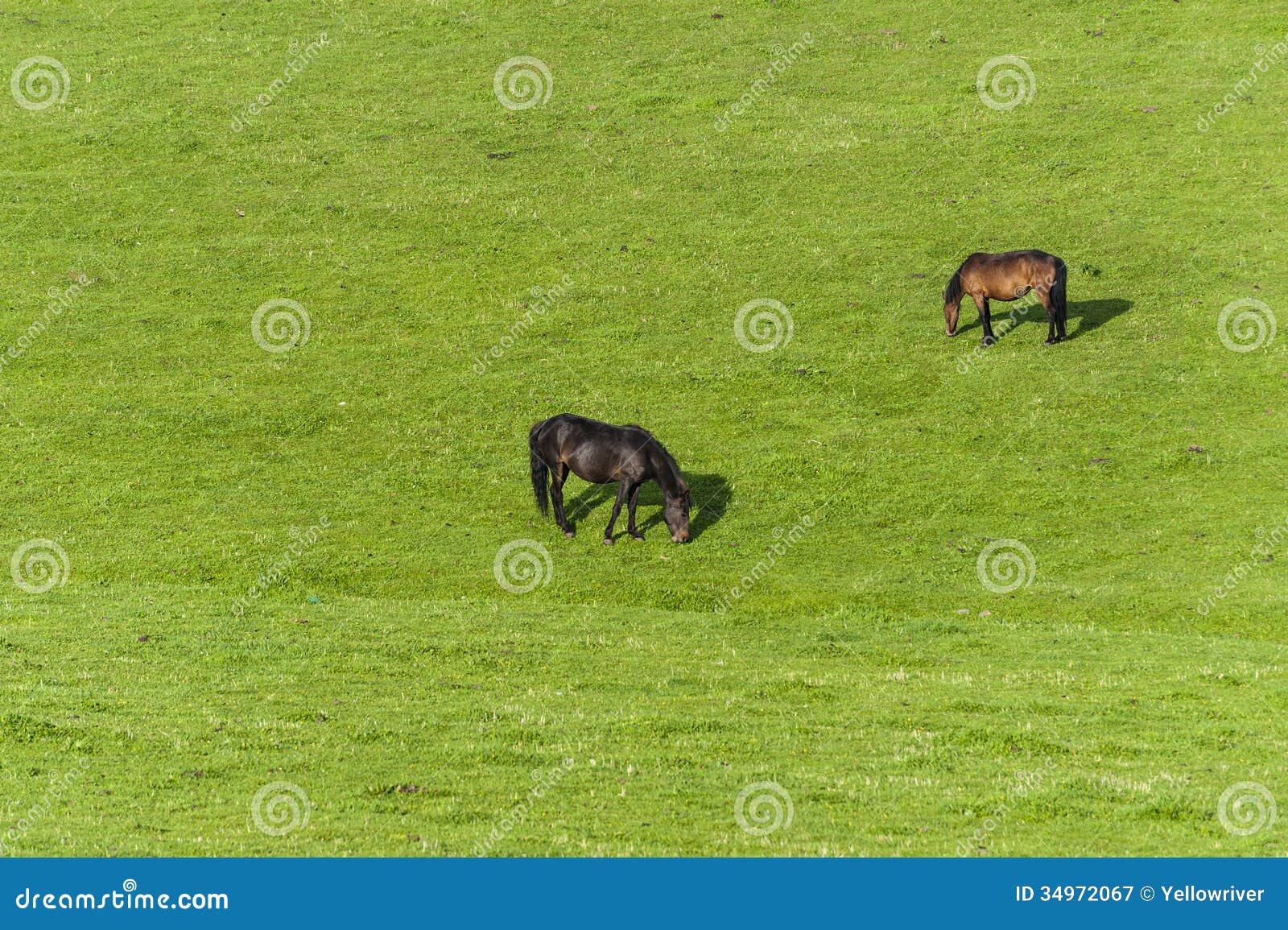 Two horses at the meadow stock image. Image of farm, animal 34972067