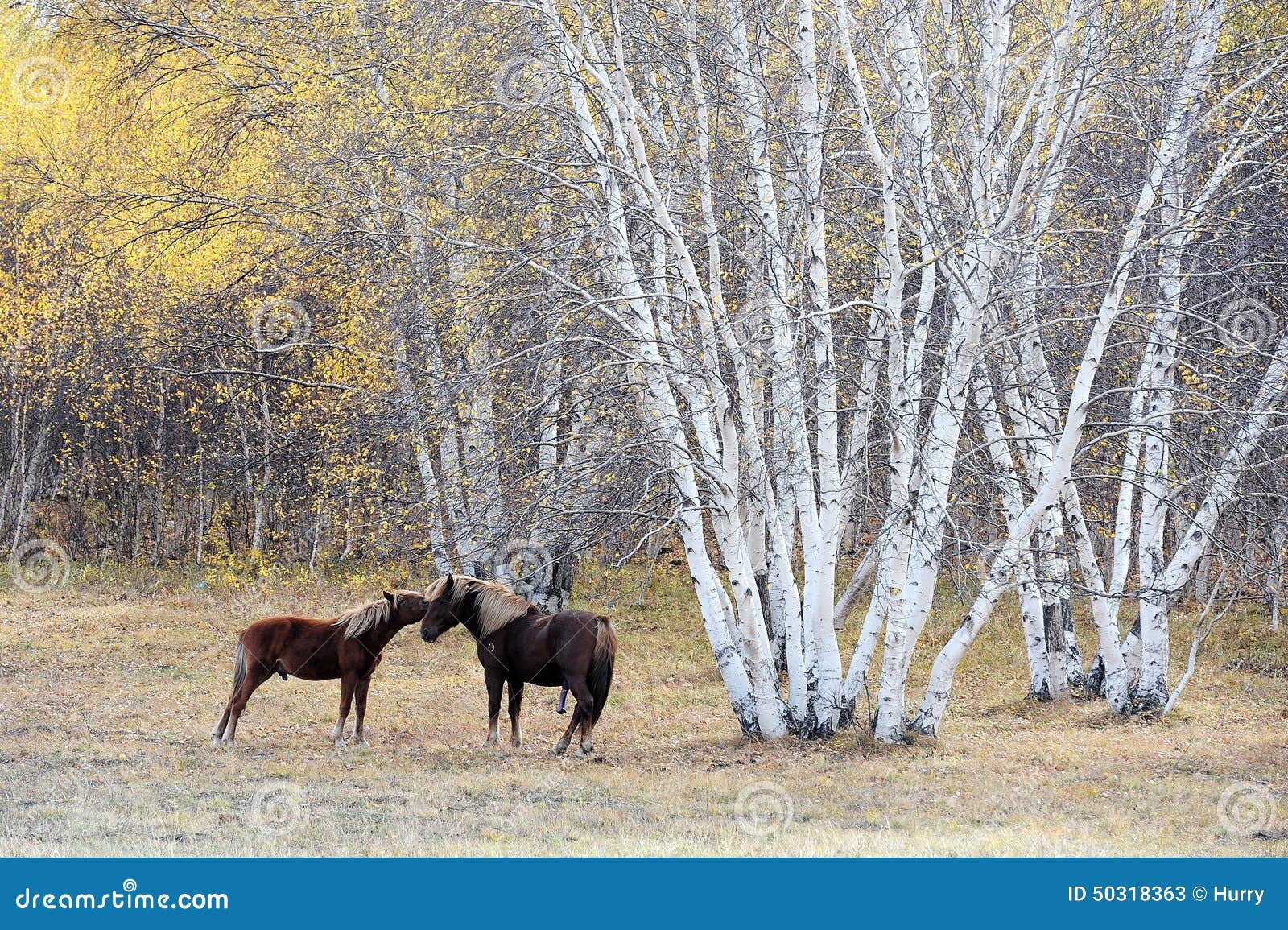 two horses necking beside birch woods in autumn