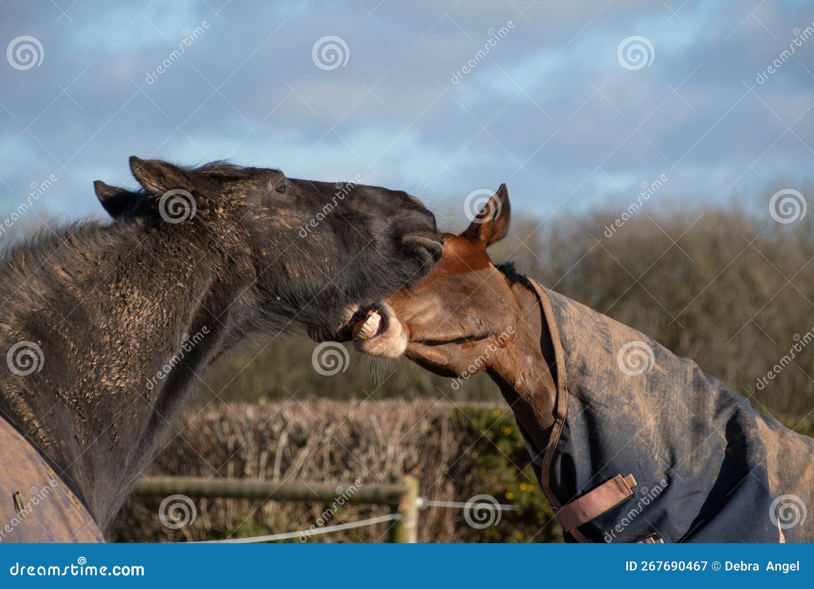 Two Horses Greeting and Biting Each Other Stock Image Image of horse, cattle 267690467