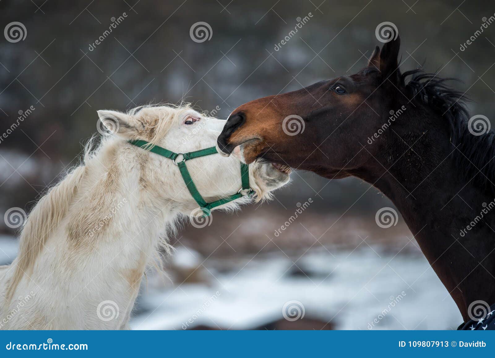 Two horses play together stock image. Image of horse 109807913