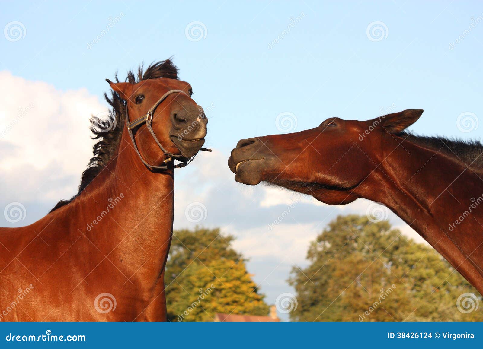 Two Horses Playing with Each Other Stock Photo Image of companion