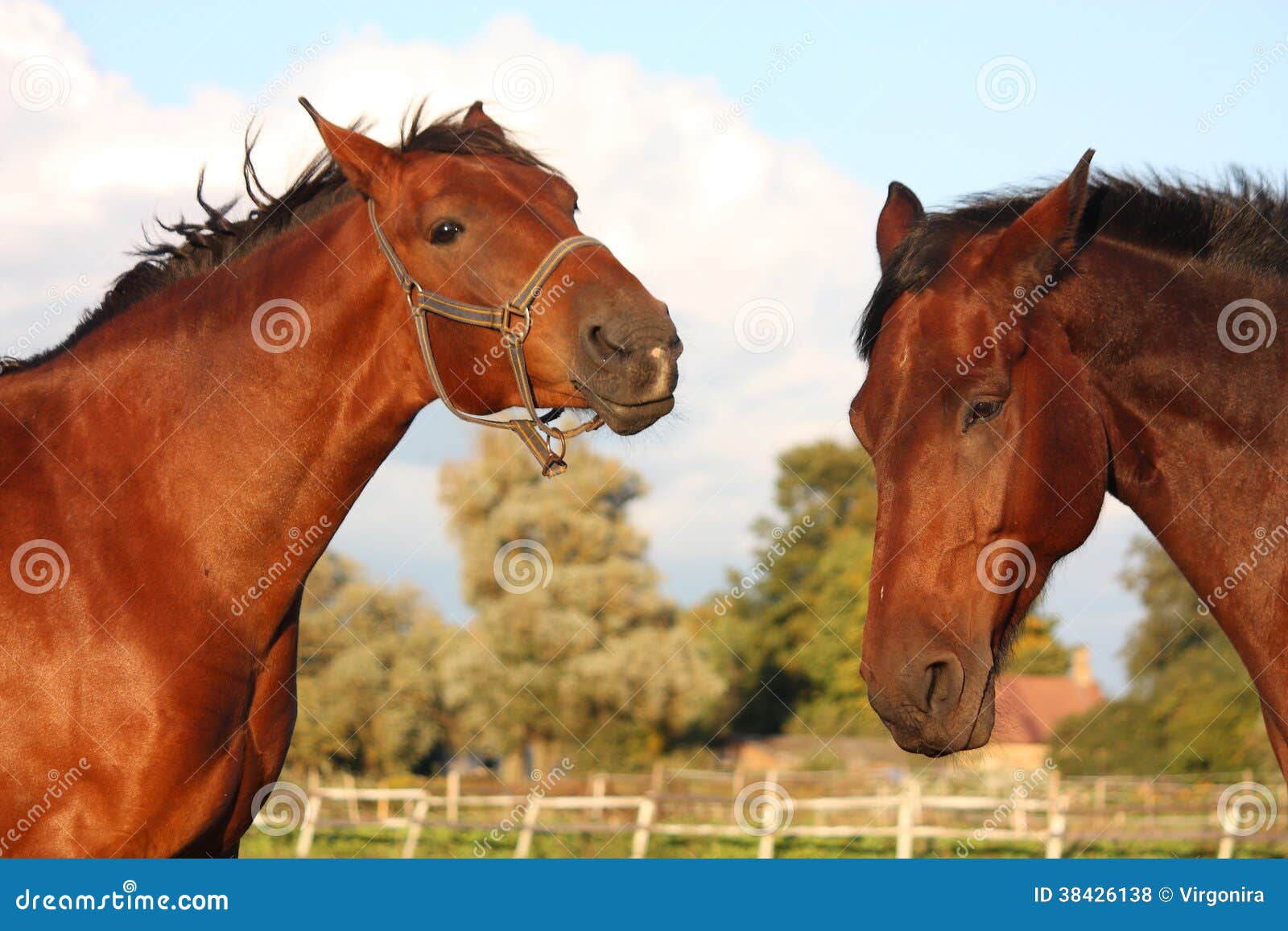 Two Horses Playing with Each Other Stock Photo Image of grazing