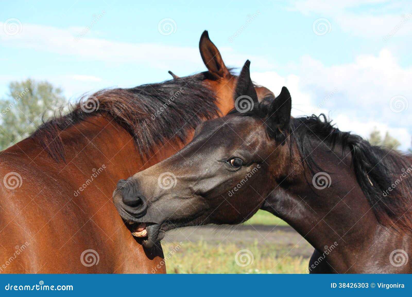 Two Horses Playing with Each Other Stock Image Image of grazing