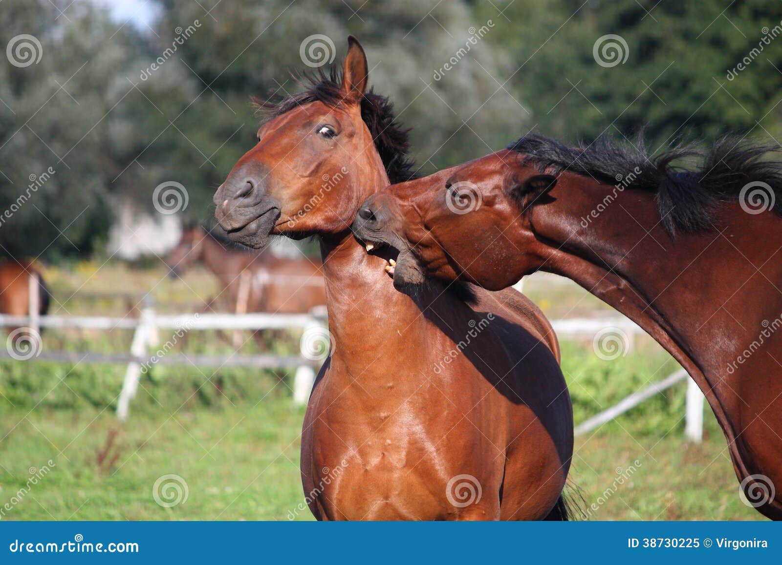 Two Horses Playing with Each Other Stock Image Image of playful